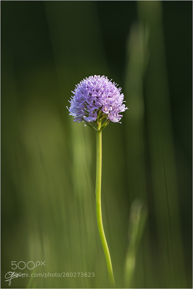 Nikon D610 sample photo. Traunsteinera globosa photography