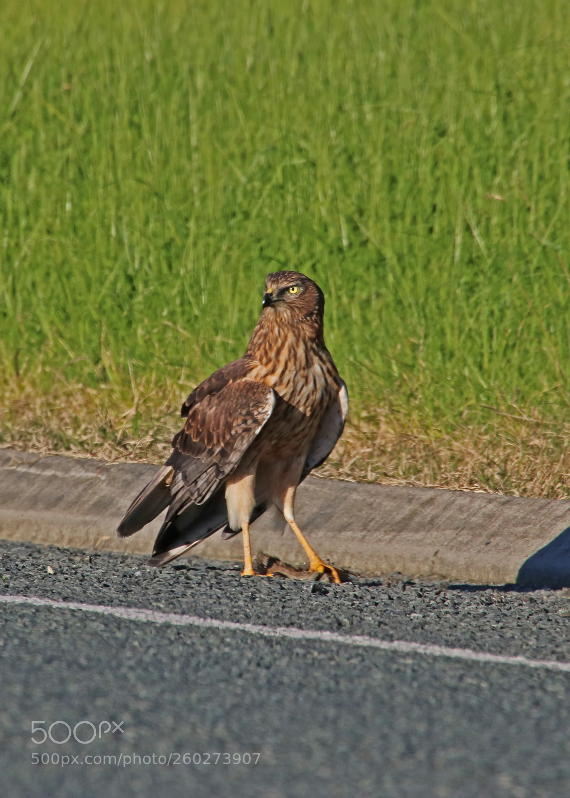Canon EOS 750D (EOS Rebel T6i / EOS Kiss X8i) sample photo. Roadkill(er) photography