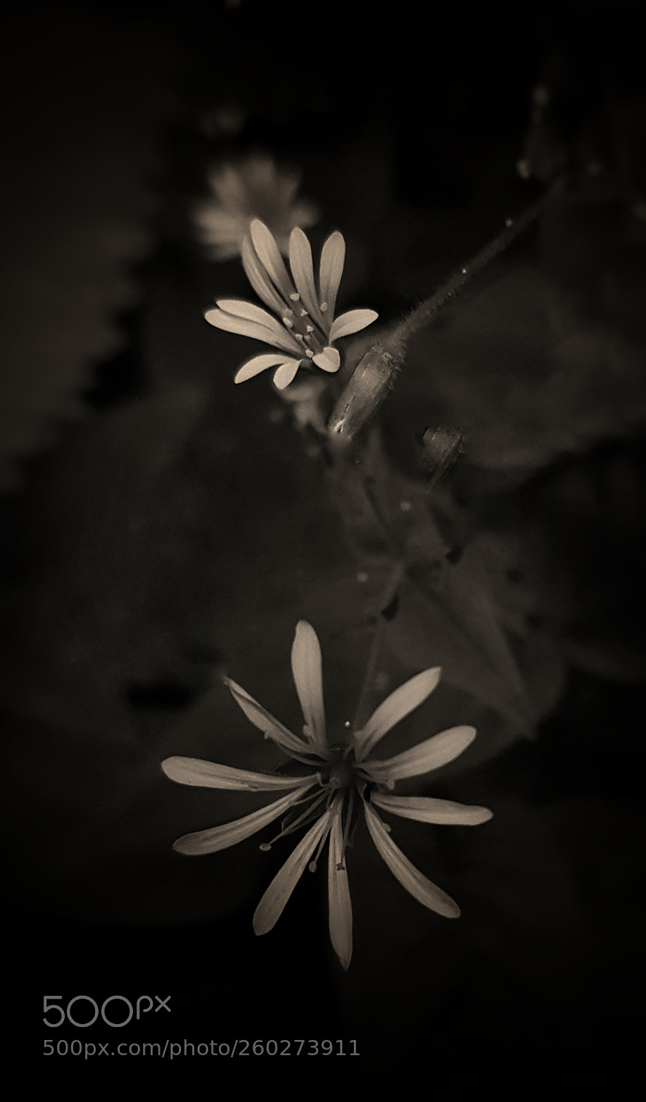 Samsung Galaxy S7 sample photo. B&w photography