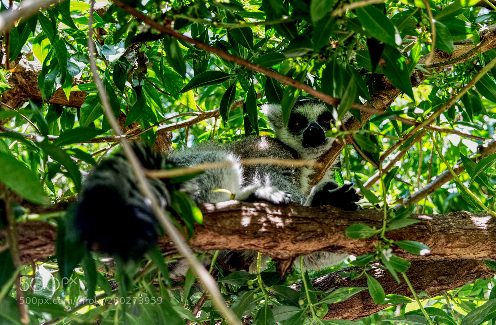 Nikon D5300 sample photo. You can t hide photography