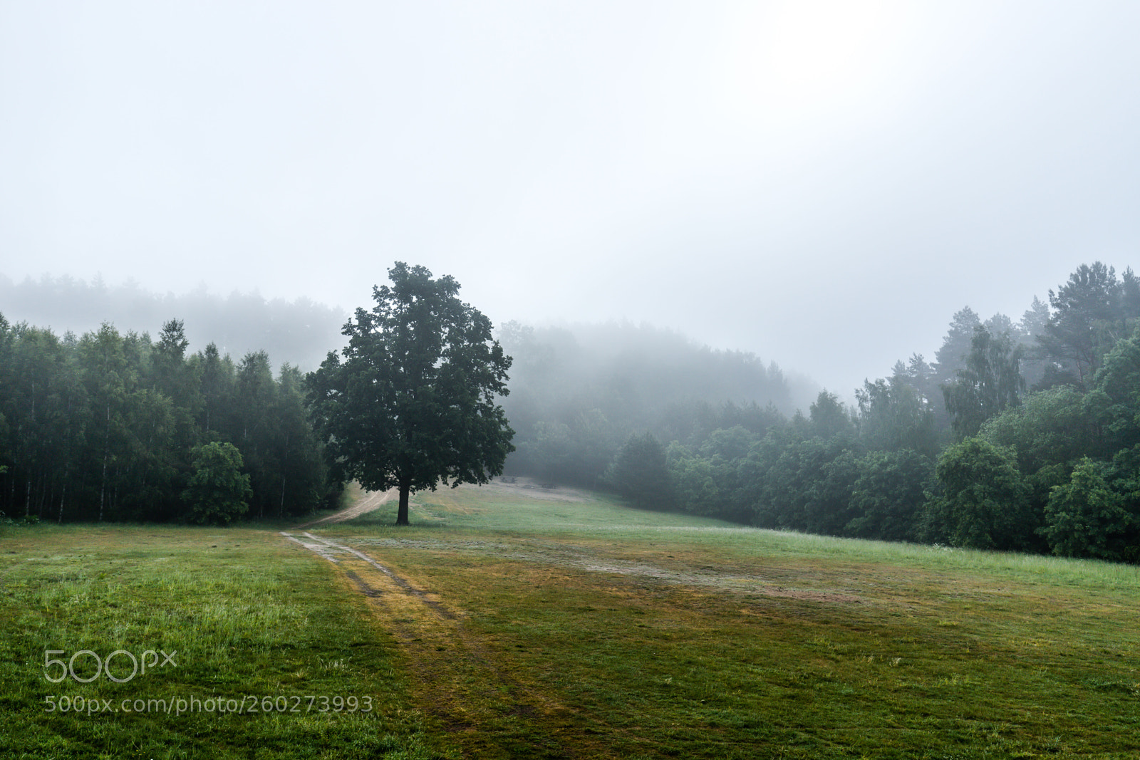 Canon EOS 6D Mark II sample photo. Morning fog photography