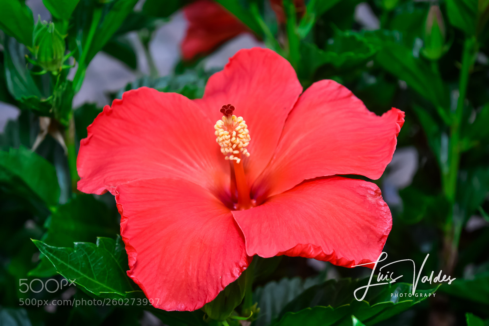 Nikon D7200 sample photo. Red color photography