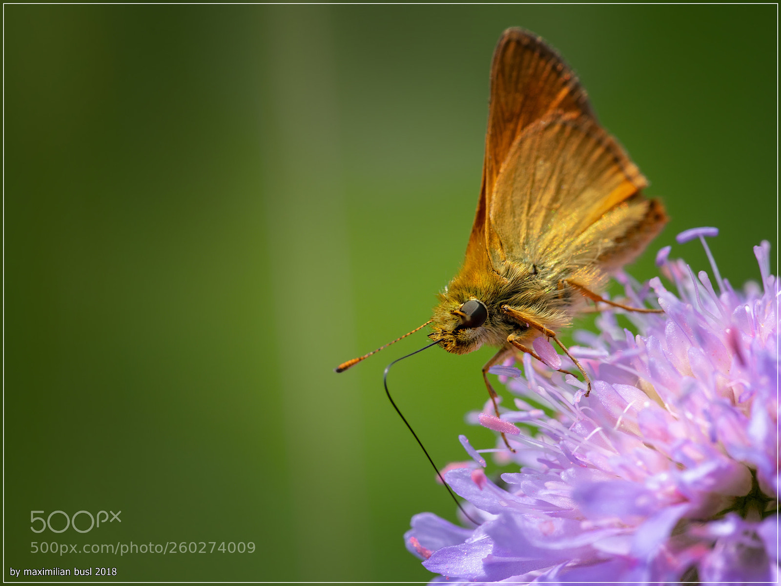 Nikon D850 sample photo. Butterfly day (iii) photography