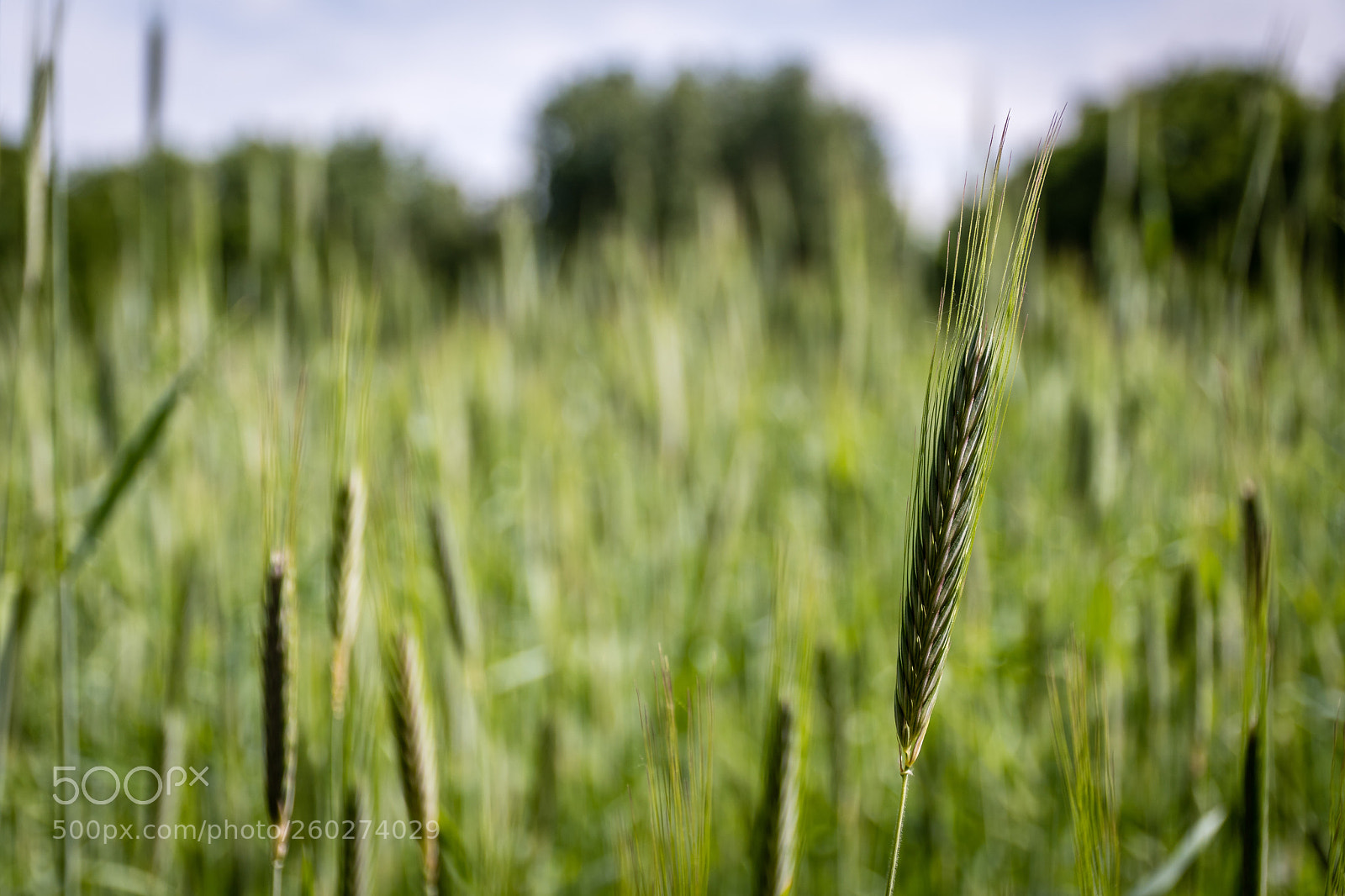 Nikon D7500 sample photo. Untitled photography