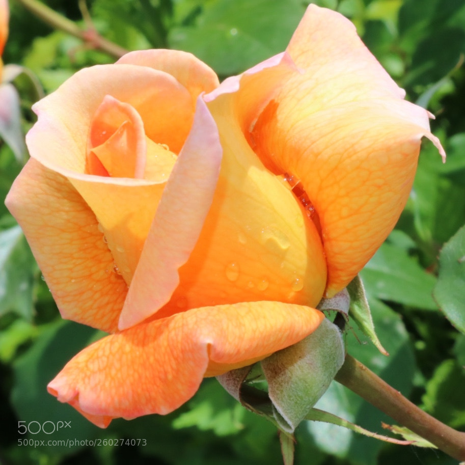 Canon EOS 750D (EOS Rebel T6i / EOS Kiss X8i) sample photo. Rose et rosée photography