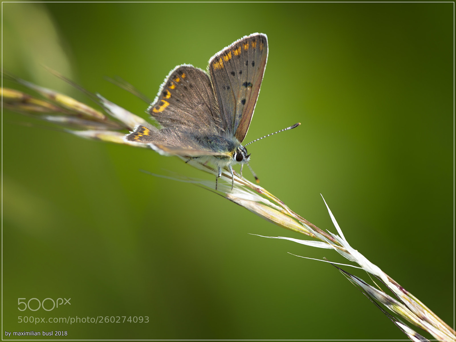 Nikon D850 sample photo. Butterfly day (ii) photography