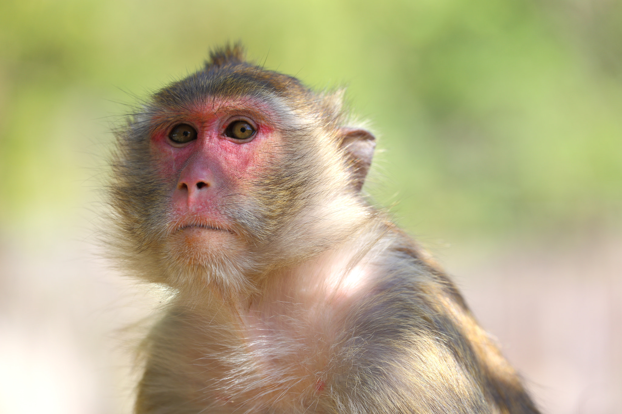 Canon EF 70-300mm F4-5.6L IS USM sample photo. Macaque portrait #2 photography
