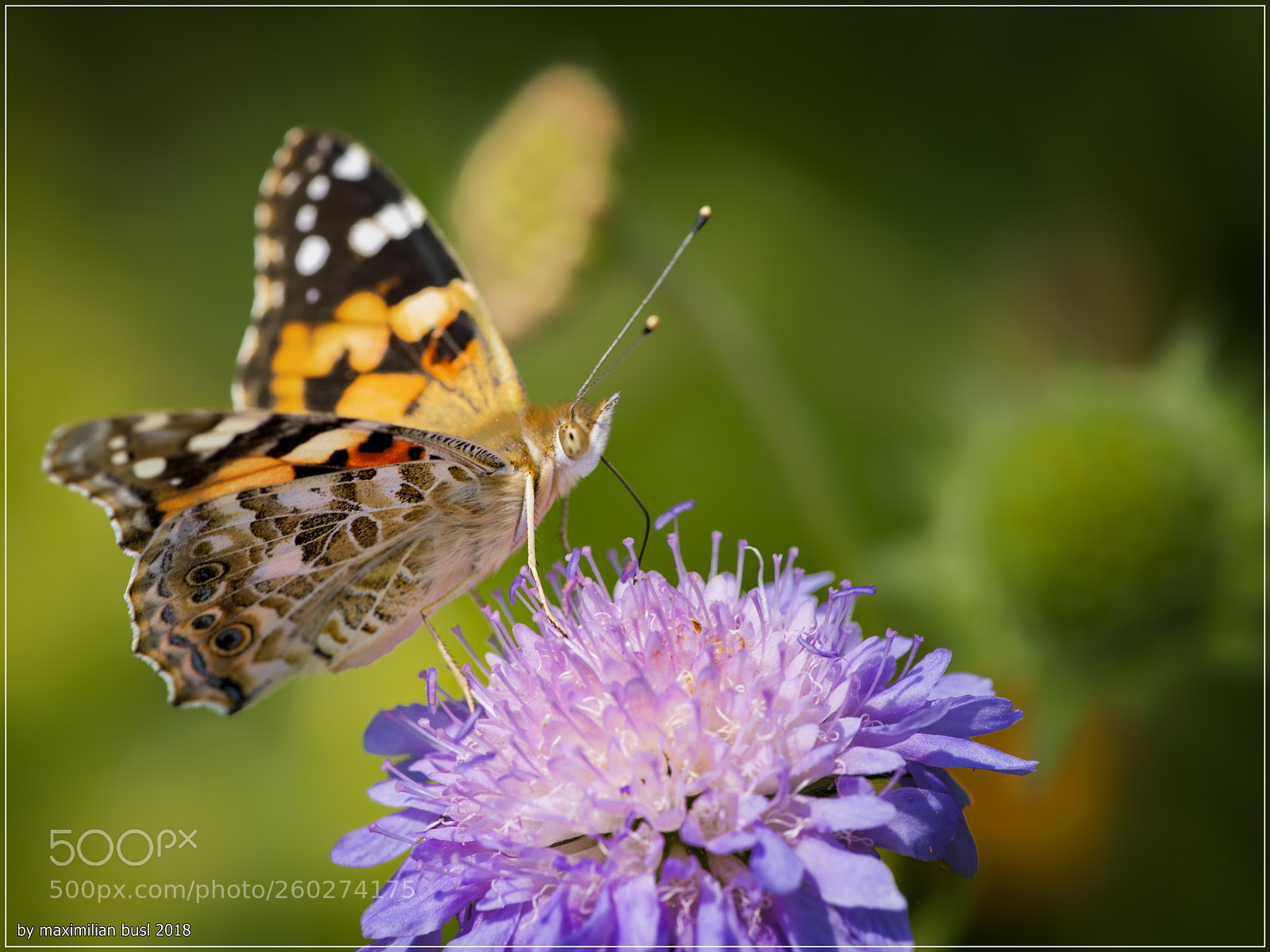 Nikon D850 sample photo. Butterfly day (i) photography