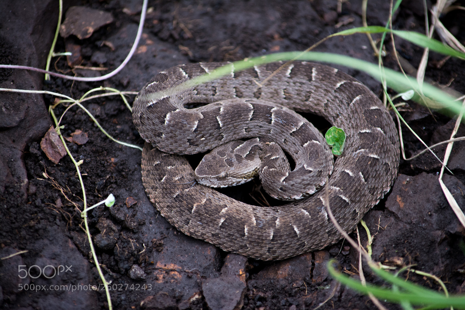 Nikon D7100 sample photo. Bothrops pubescens photography