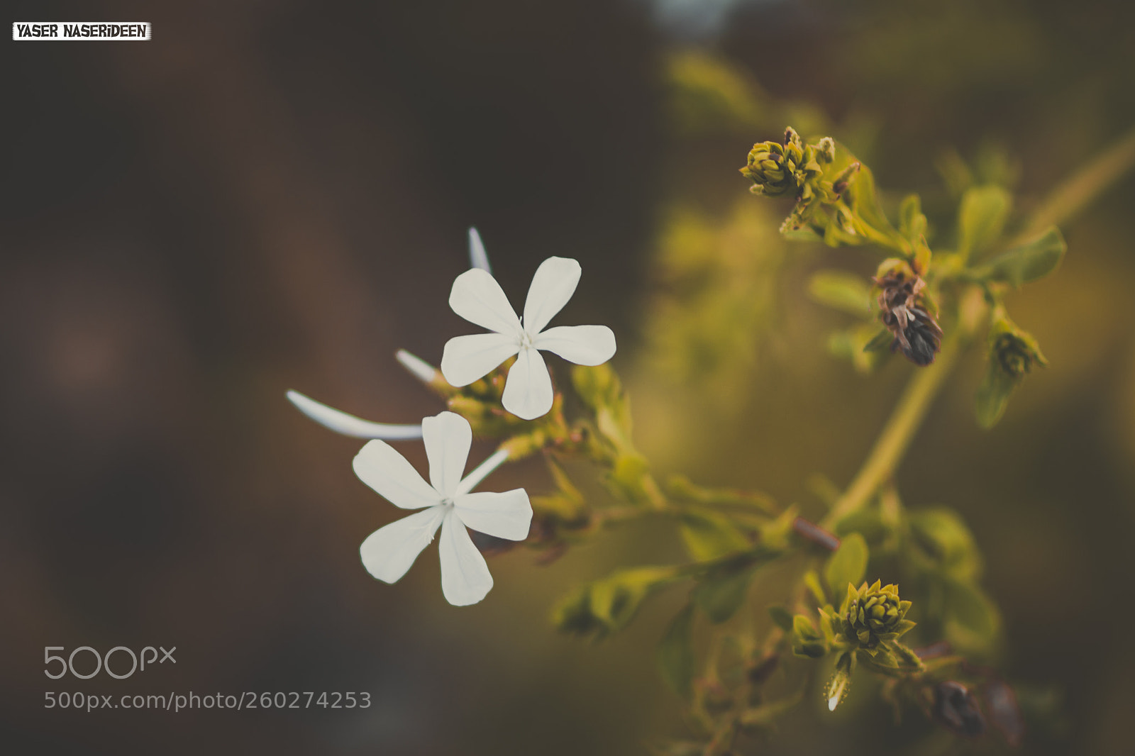 Nikon D7100 sample photo. White flowers photography