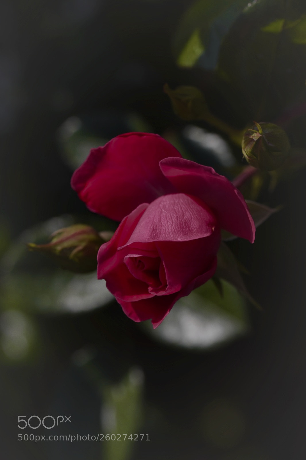 Nikon D5500 sample photo. Forever photography