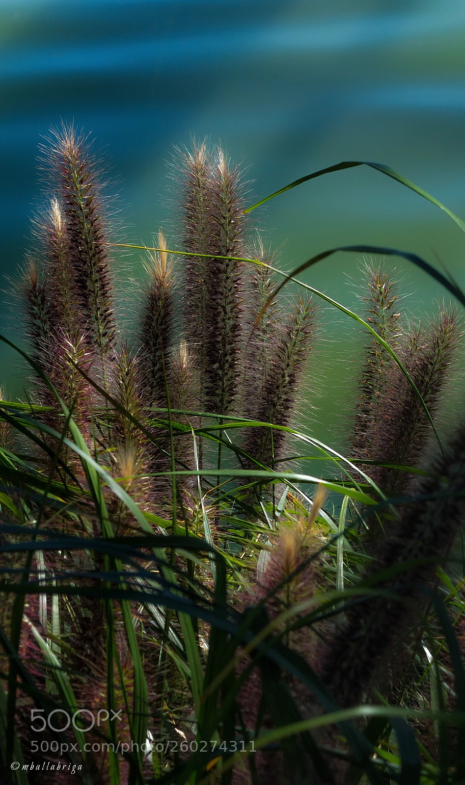 Fujifilm X10 sample photo. Summer photography