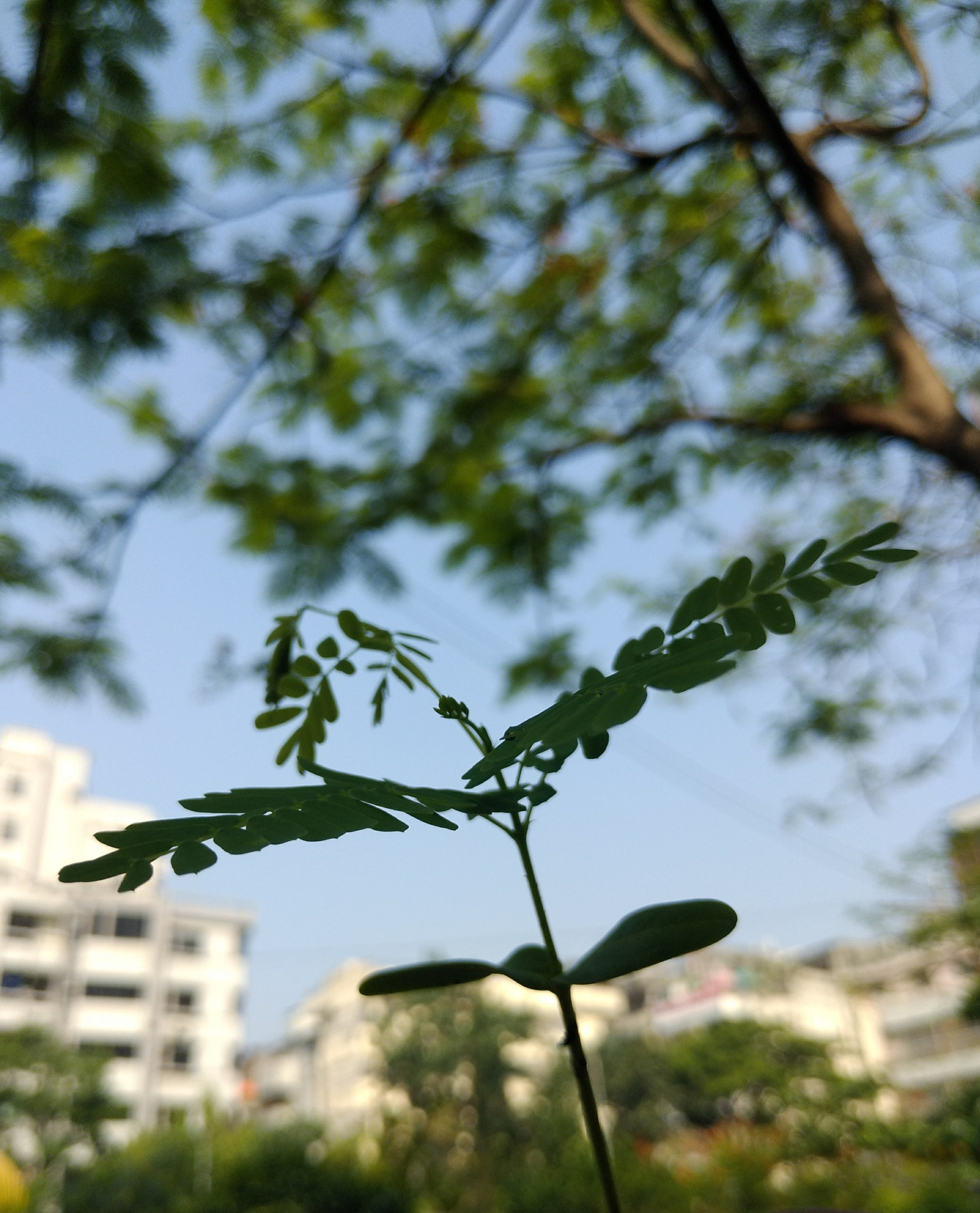 Meizu M6 Note sample photo. Baby tree photography