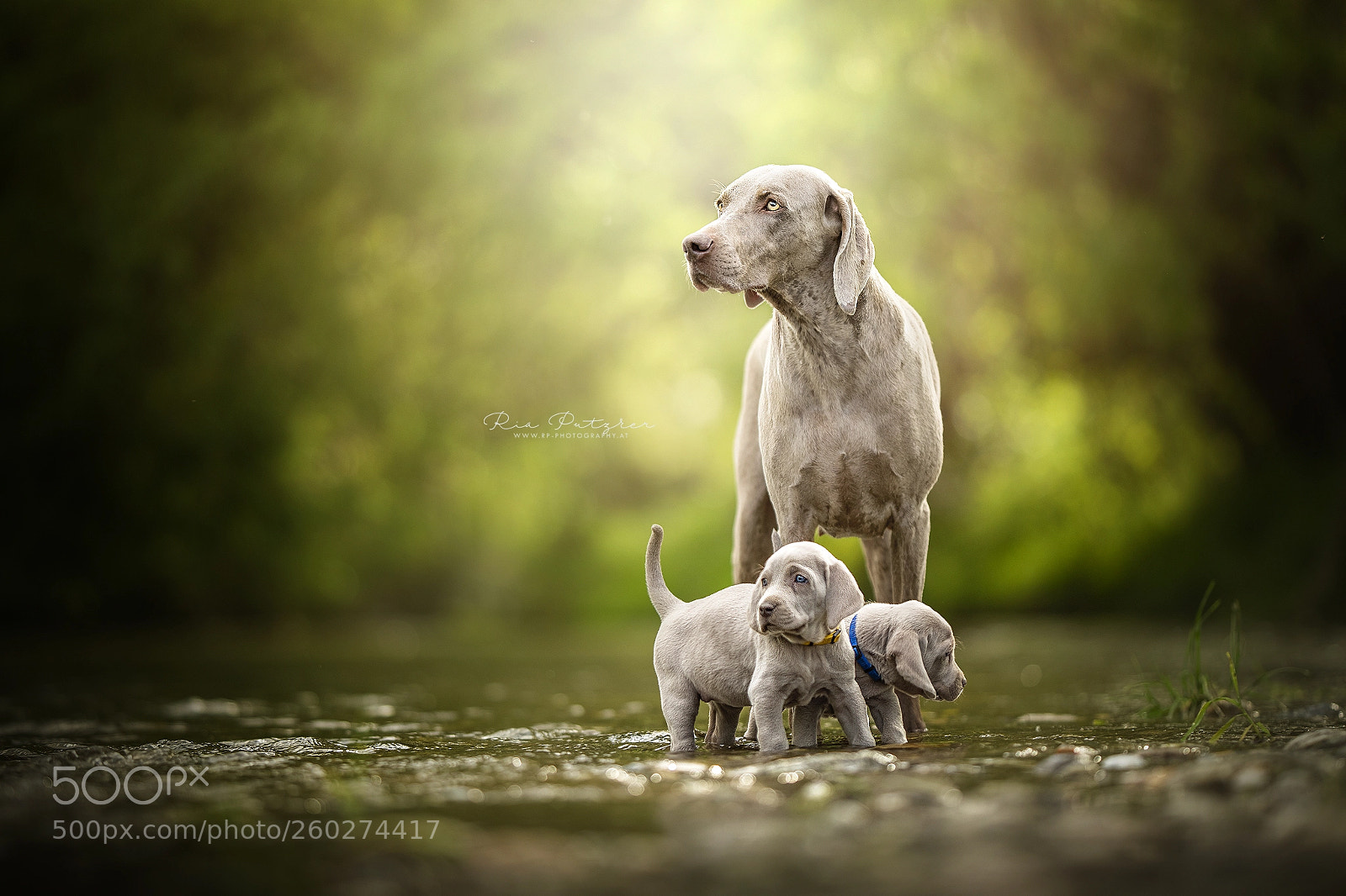 Nikon D850 sample photo. Nora and her puppies photography