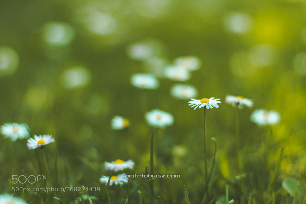 Canon EOS 7D sample photo. Spring. photography