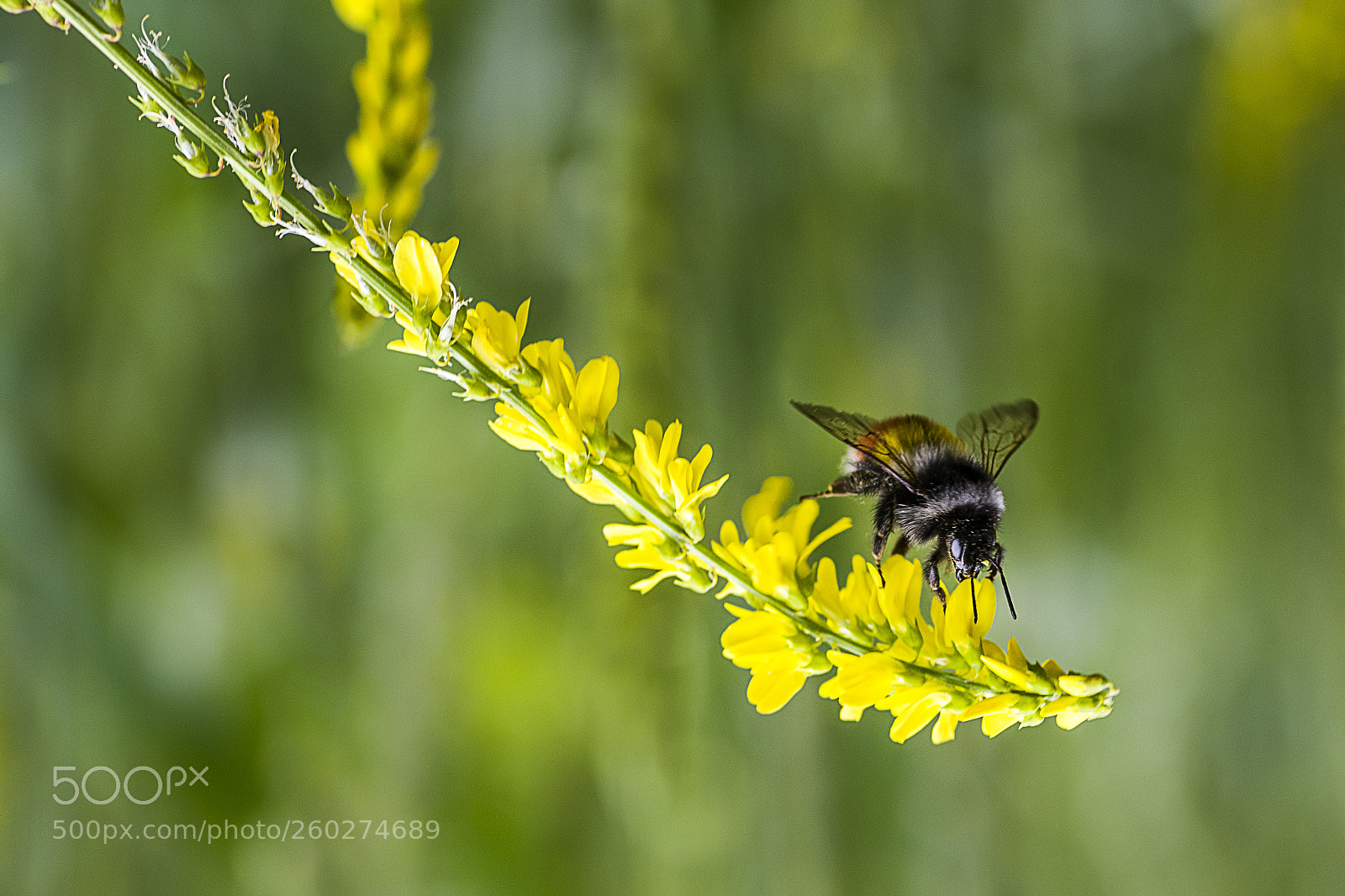 Nikon D7200 sample photo. Bumble bee photography