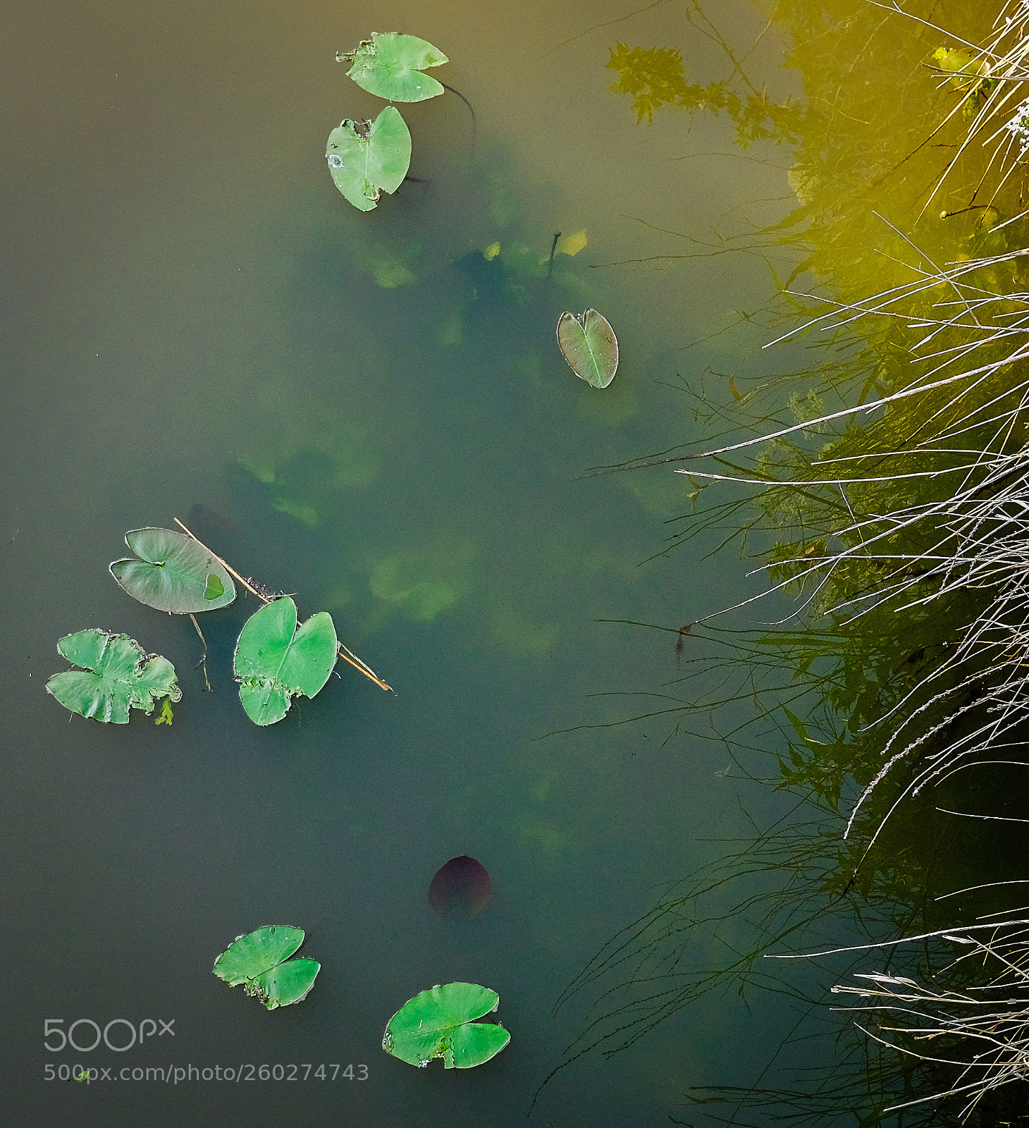 Fujifilm X-T1 sample photo. Water colors photography