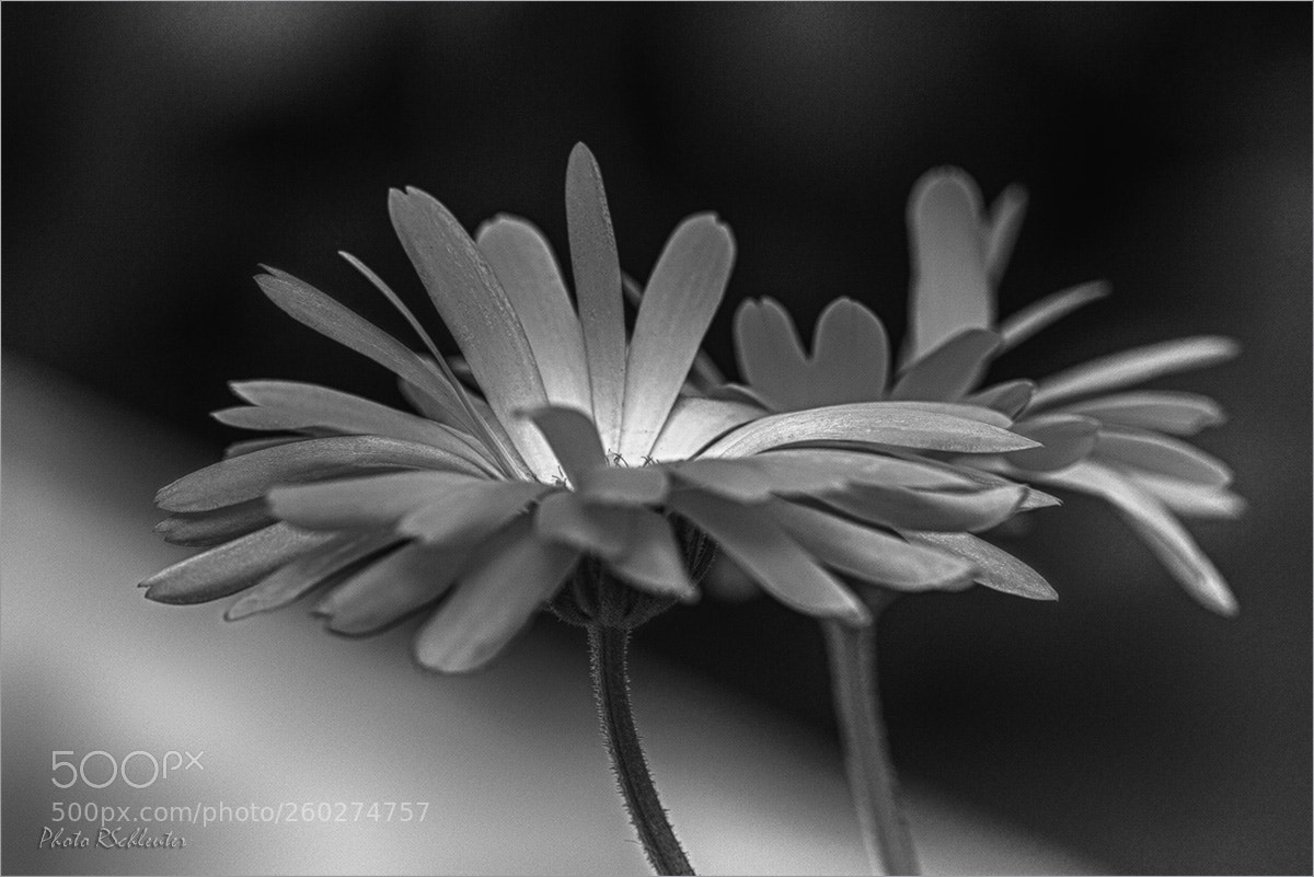 Canon EOS 30D sample photo. Calendula - black and photography
