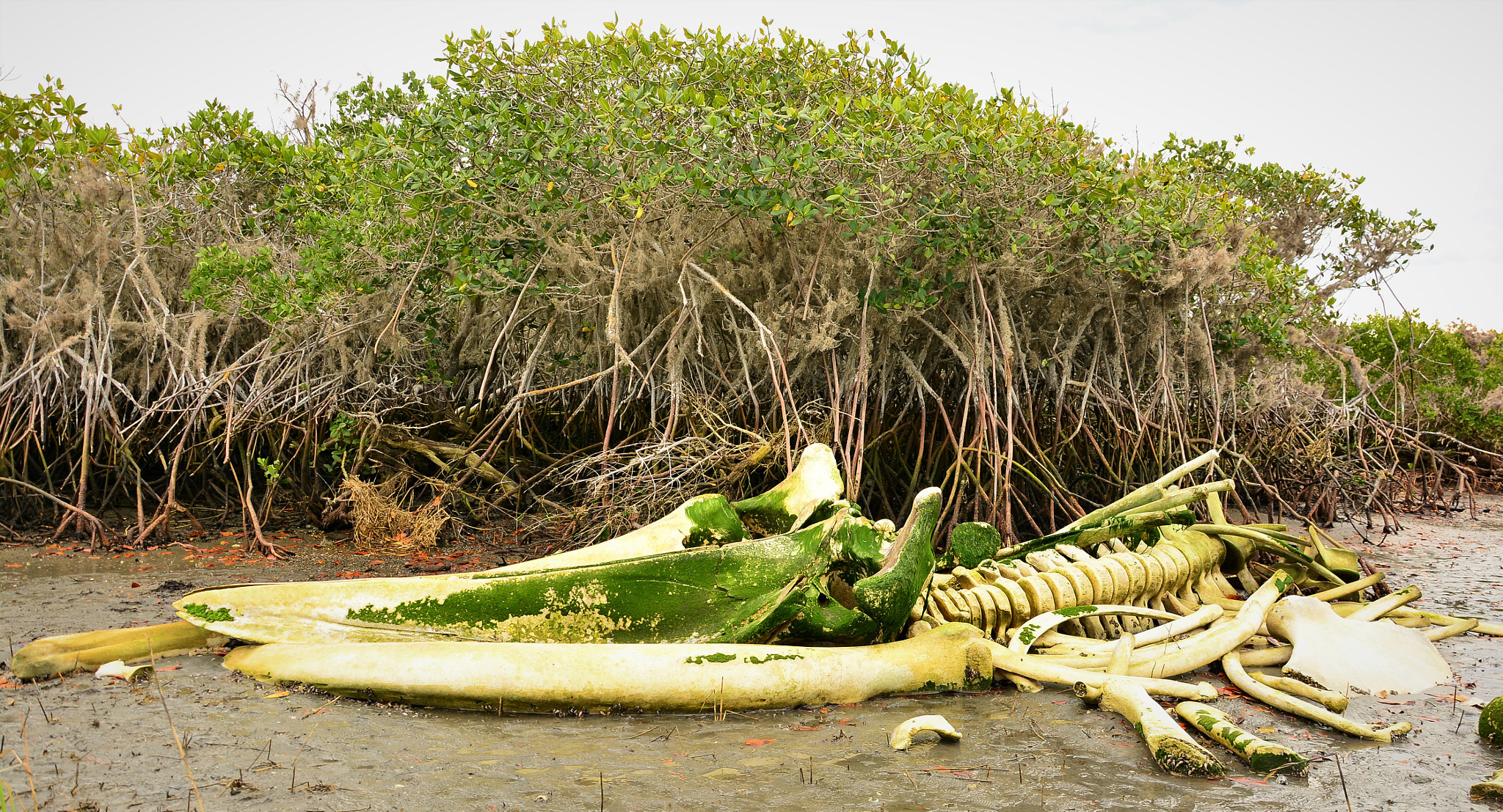 Nikon D7100 sample photo. Whale  squeleton= photography