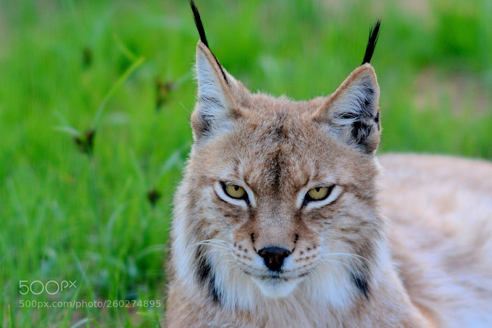 Nikon D7100 sample photo. A leering lynx photography