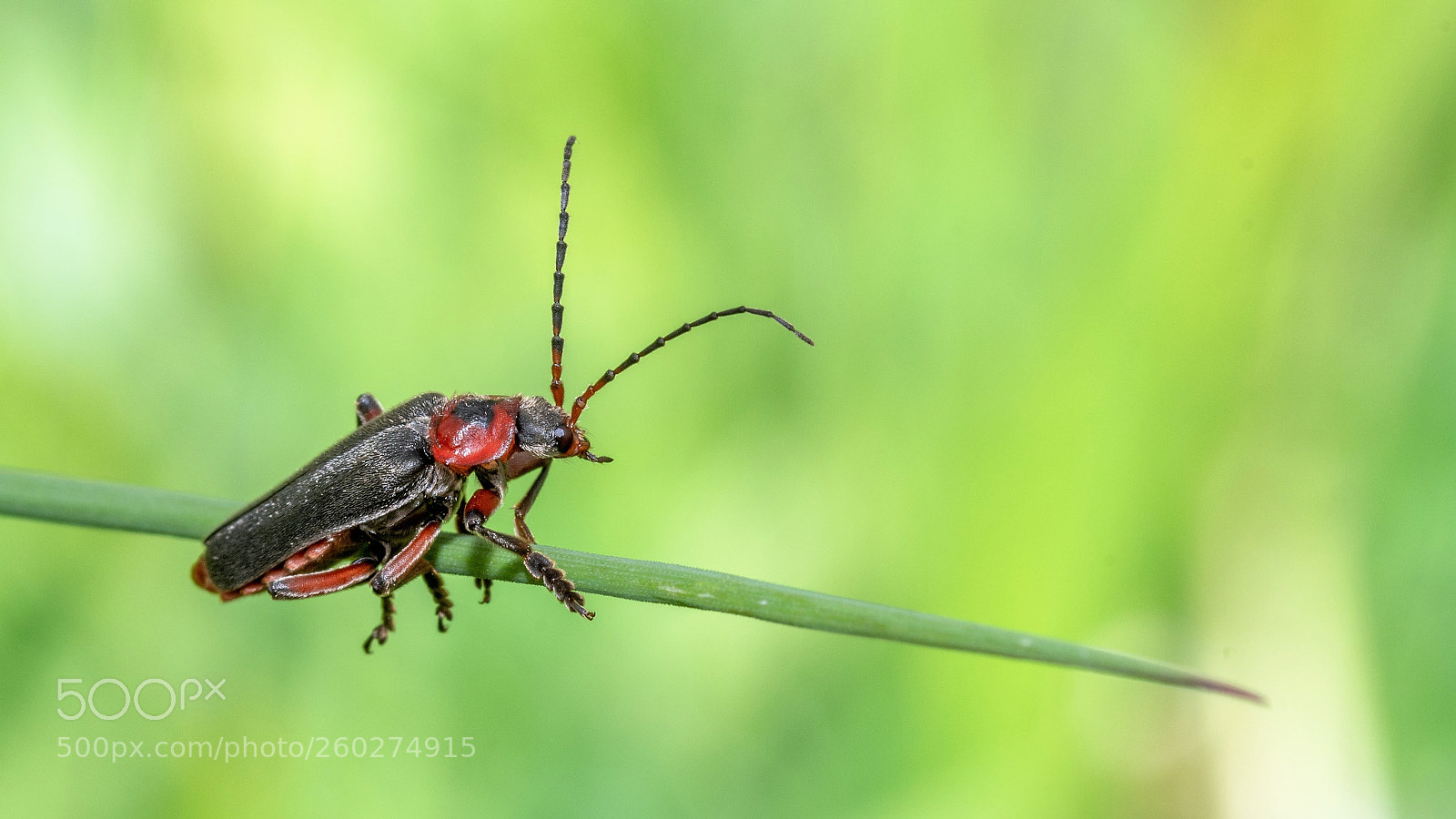 Nikon D500 sample photo. Black headed cardinal beetle photography