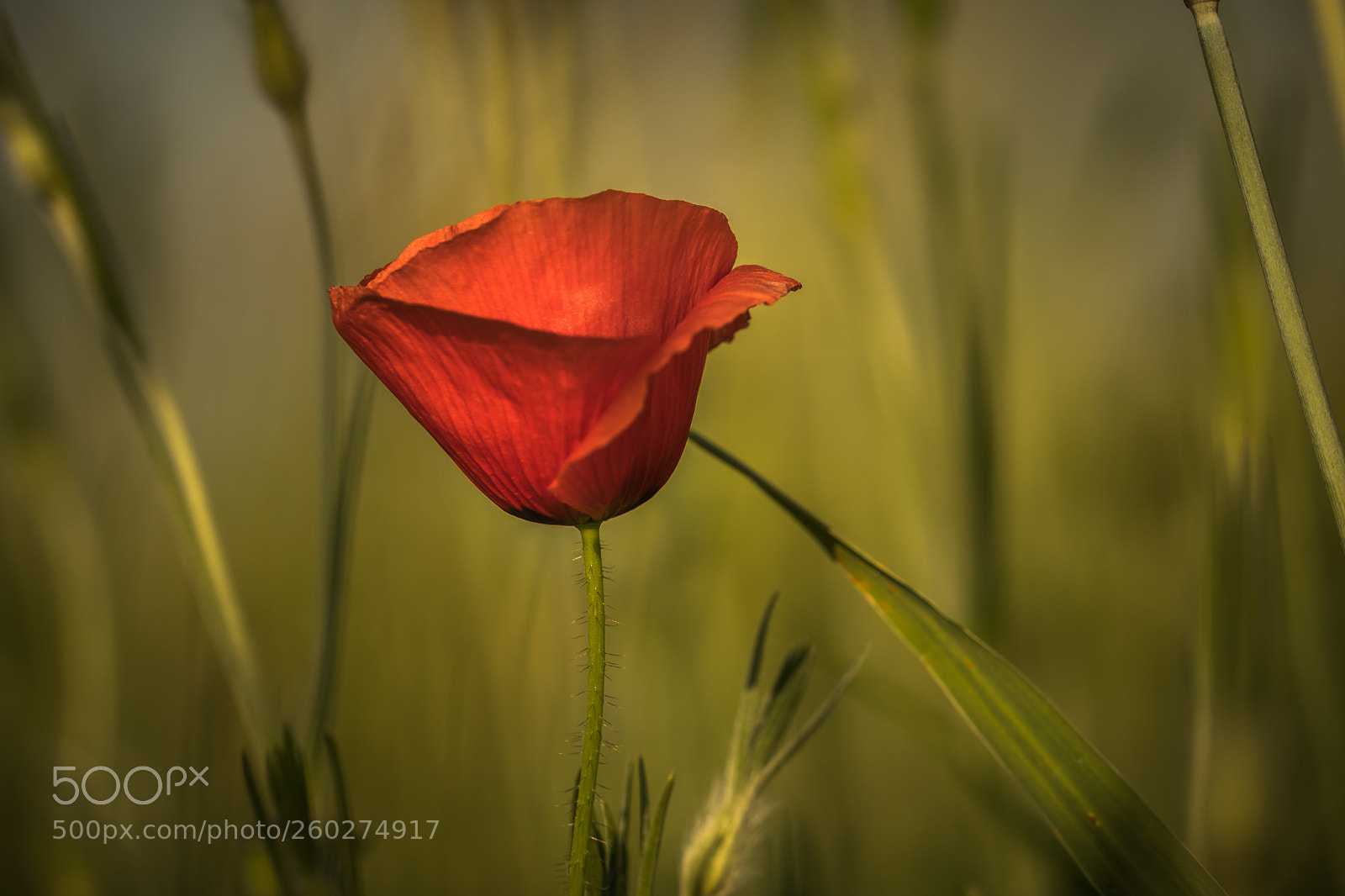 Sony a6500 sample photo. Red poppy photography