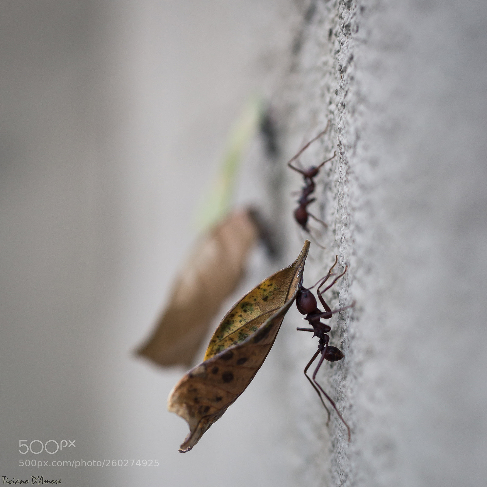 Canon EOS 6D sample photo. Working like an ant photography