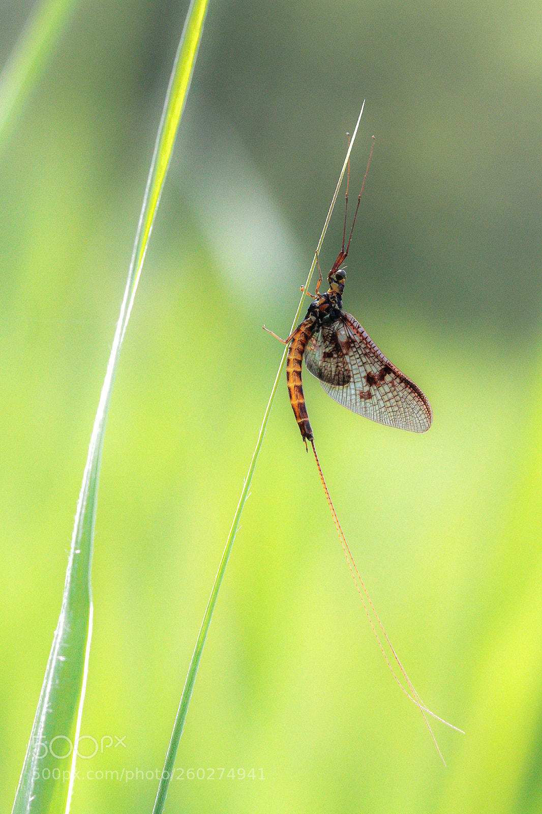Canon EOS 7D sample photo. One-day fly photography