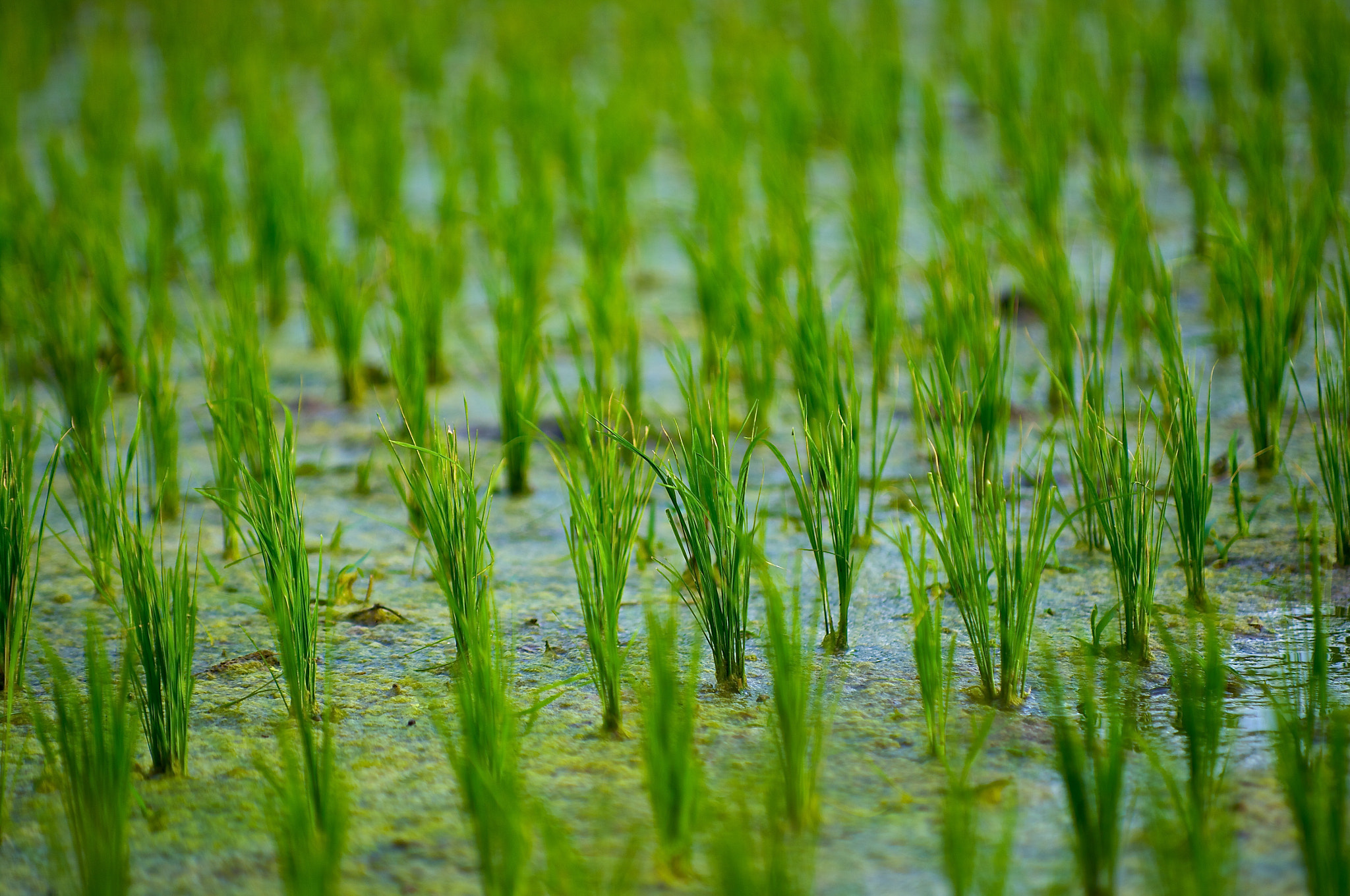Pentax K20D sample photo. Rice field photography