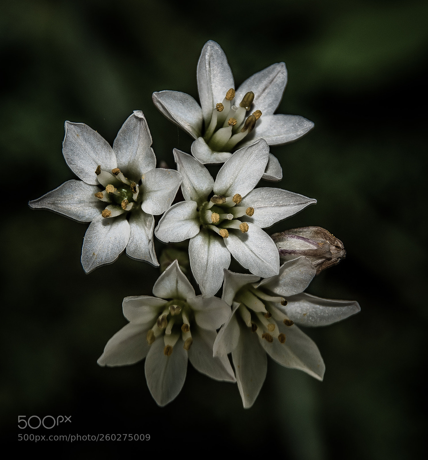 Nikon D5500 sample photo. Flowers in the shadow photography