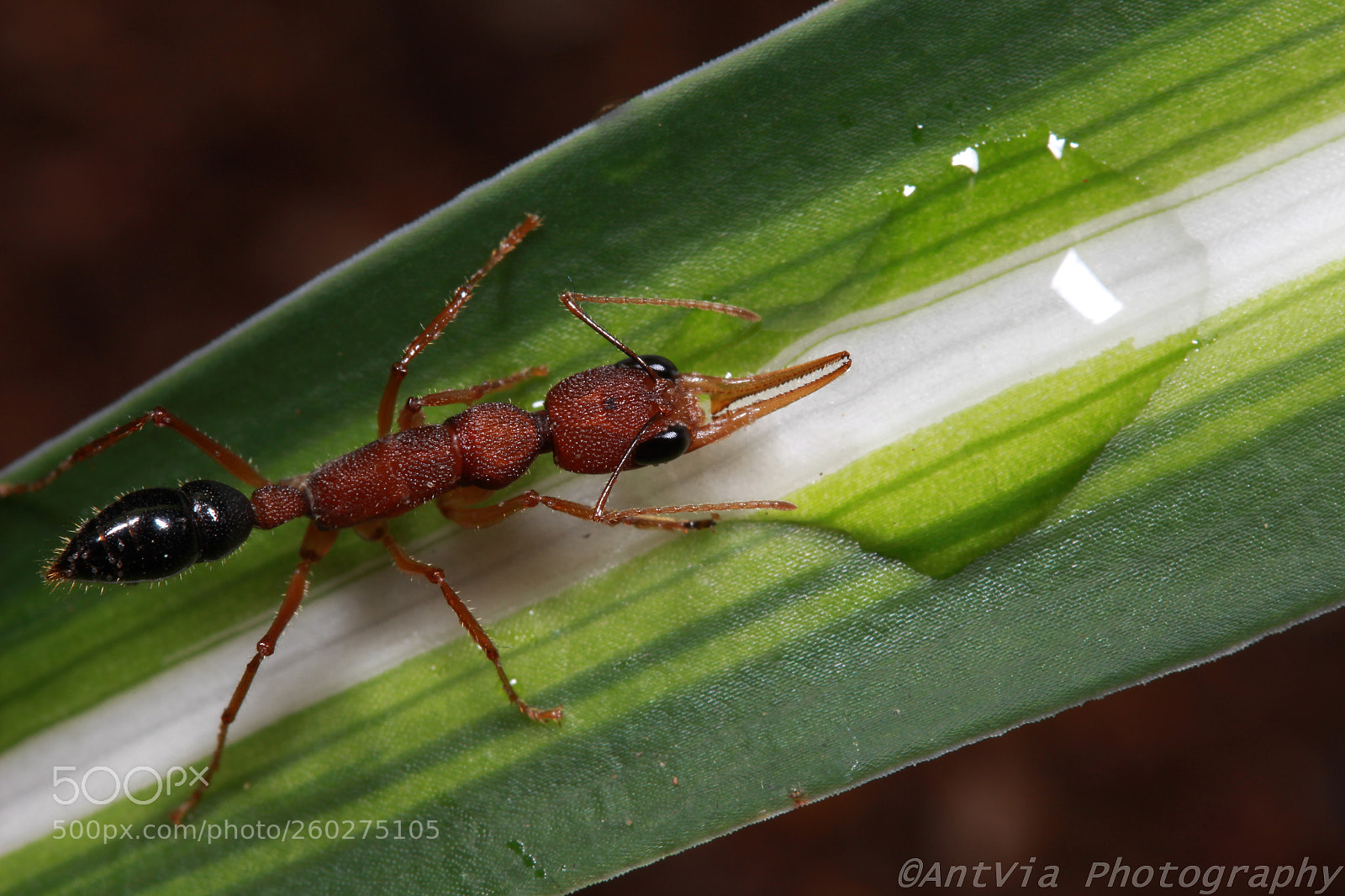 Canon EF-S 60mm F2.8 Macro USM sample photo. Harpegnathos saltator photography