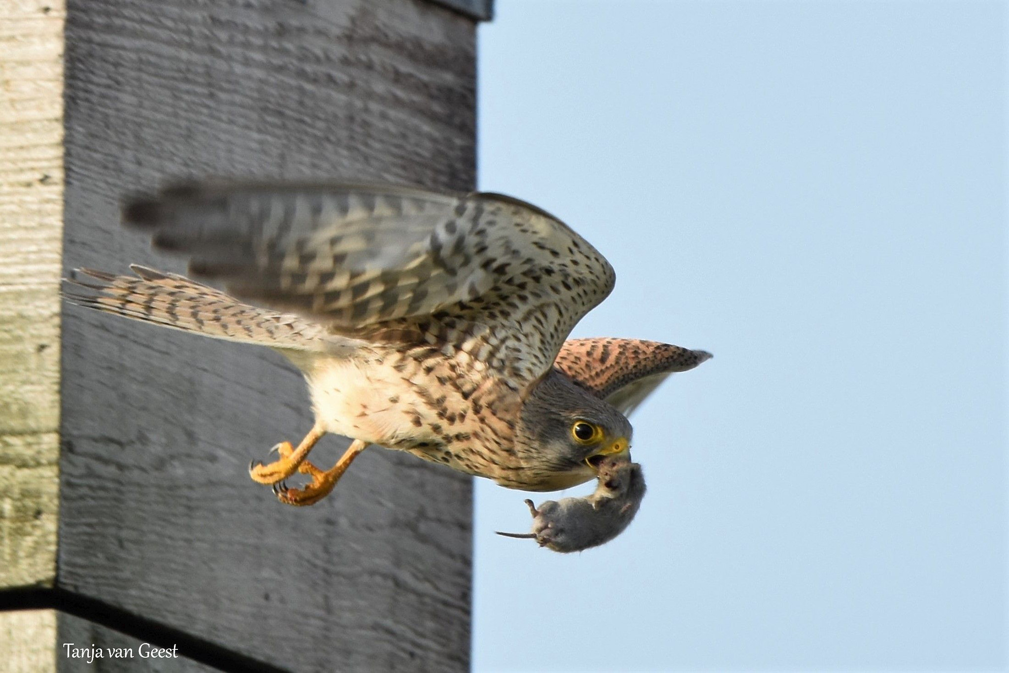 Sigma 150-600mm F5-6.3 DG OS HSM | C sample photo. Common kestrel with mouse photography