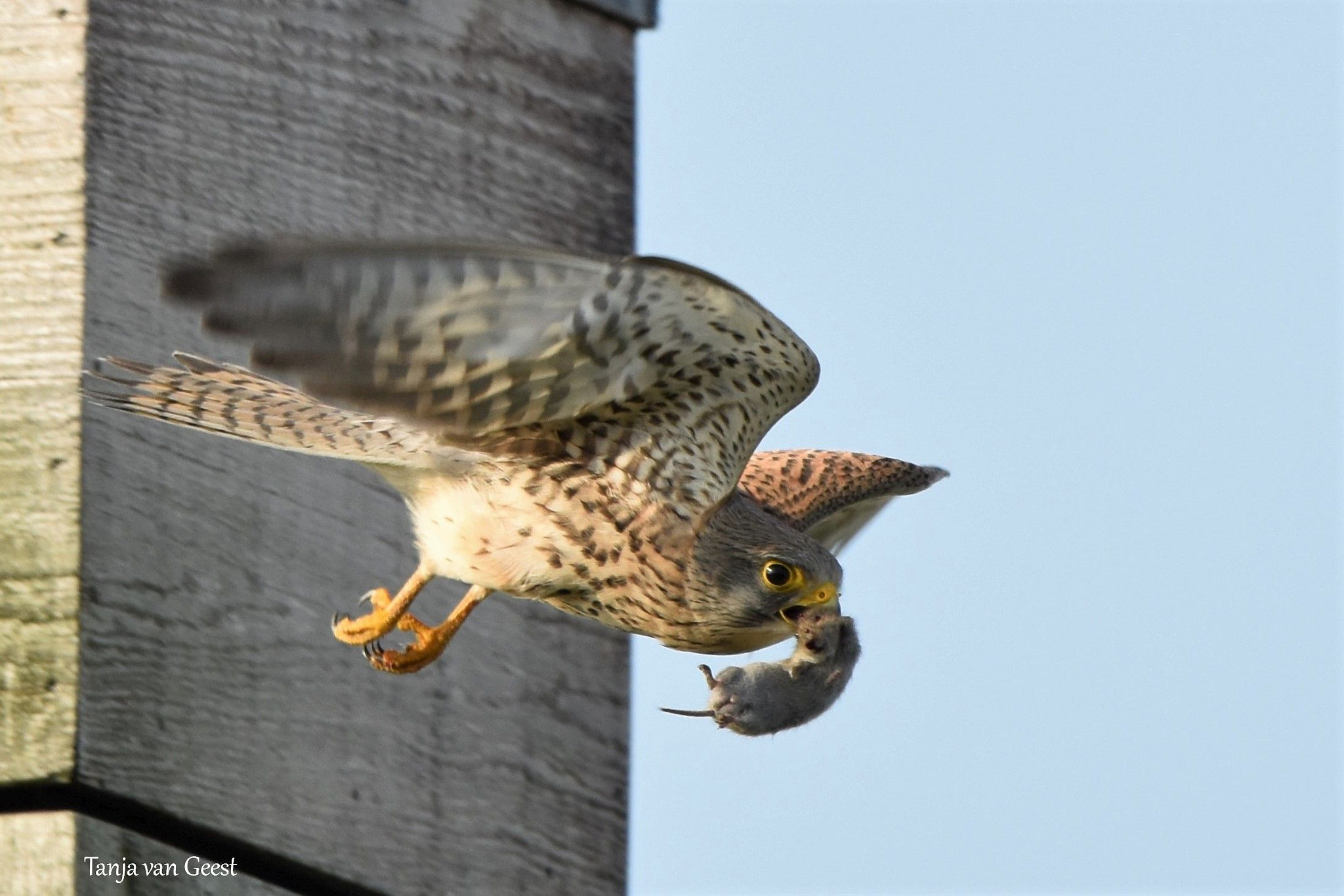 Nikon D5500 + Sigma 150-600mm F5-6.3 DG OS HSM | C sample photo. Common kestrel with mouse photography