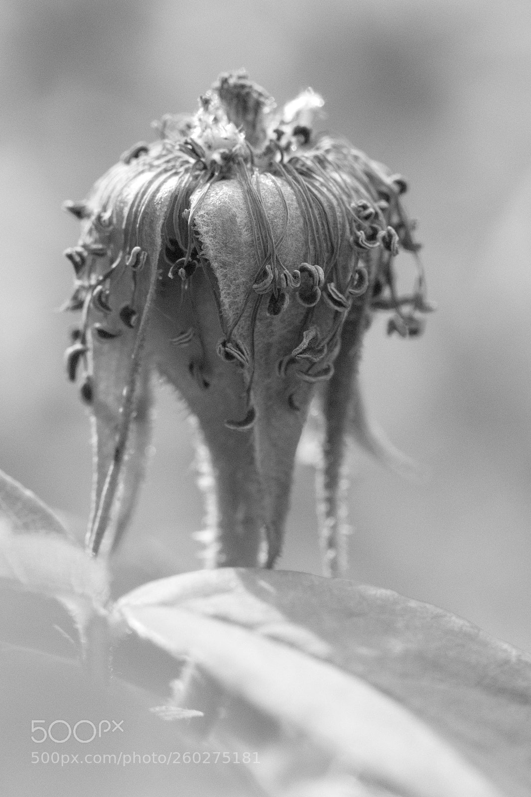 Canon EOS 700D (EOS Rebel T5i / EOS Kiss X7i) sample photo. Mise en plis hair photography