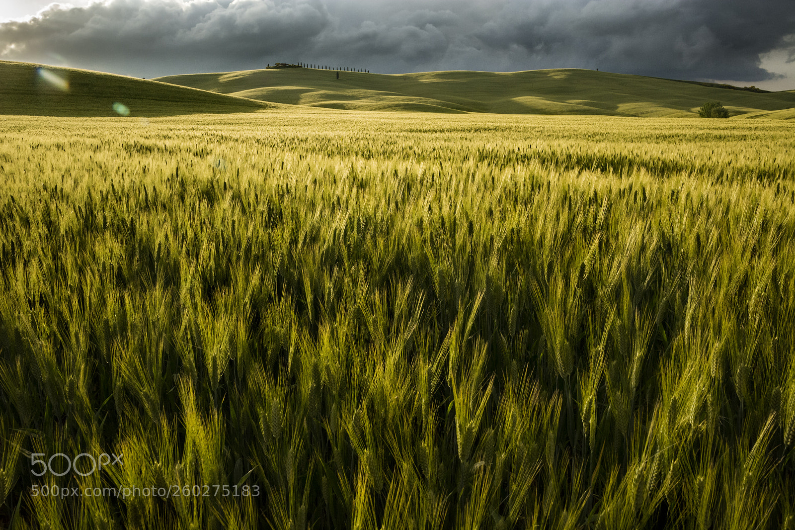 Nikon D7100 sample photo. Toscana photography