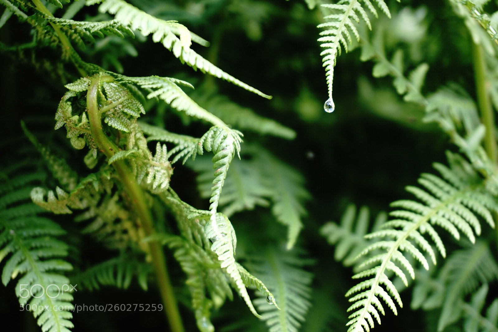 Sony a6000 sample photo. Der tropfen photography