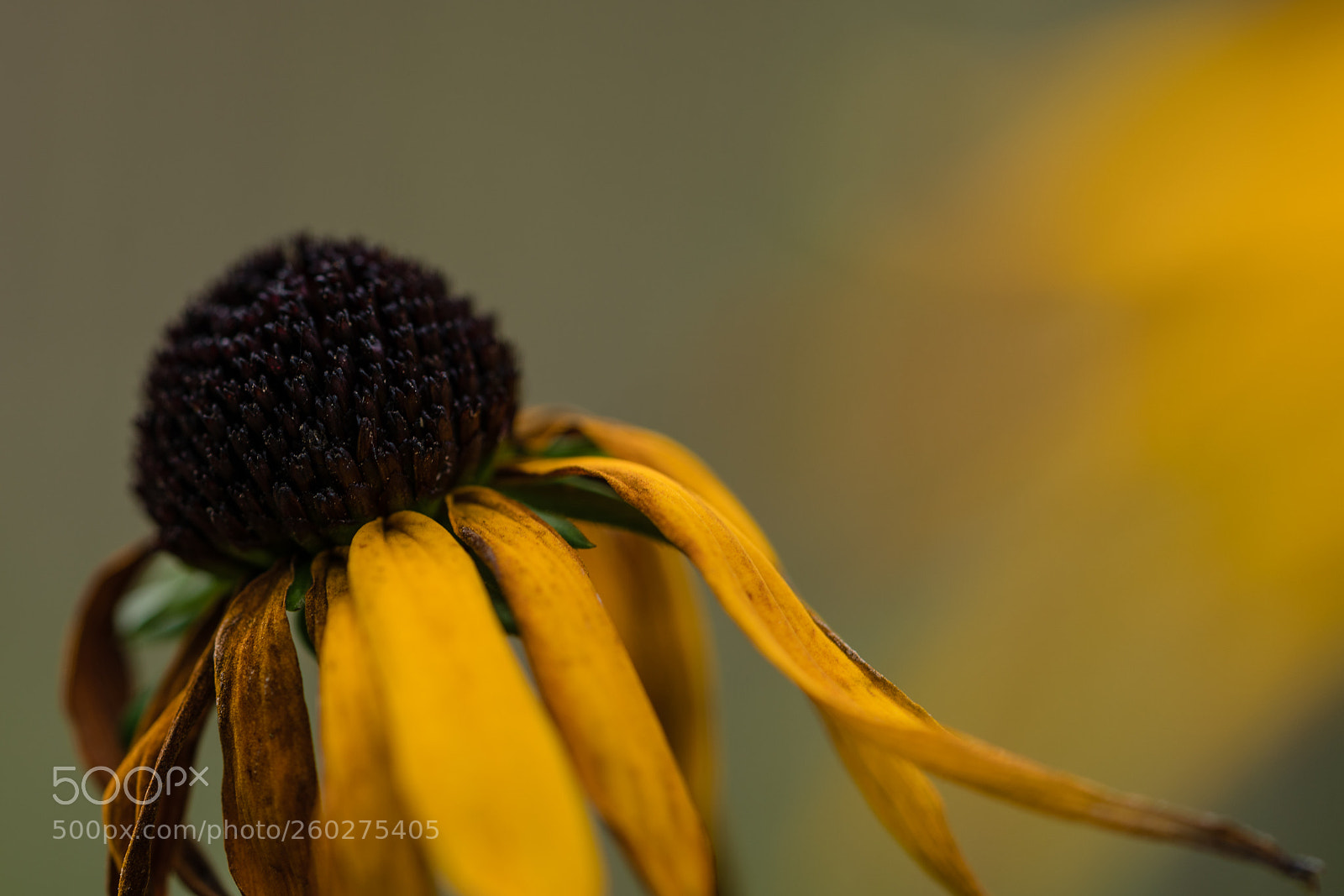 Sony a7R II sample photo. Aged flower photography
