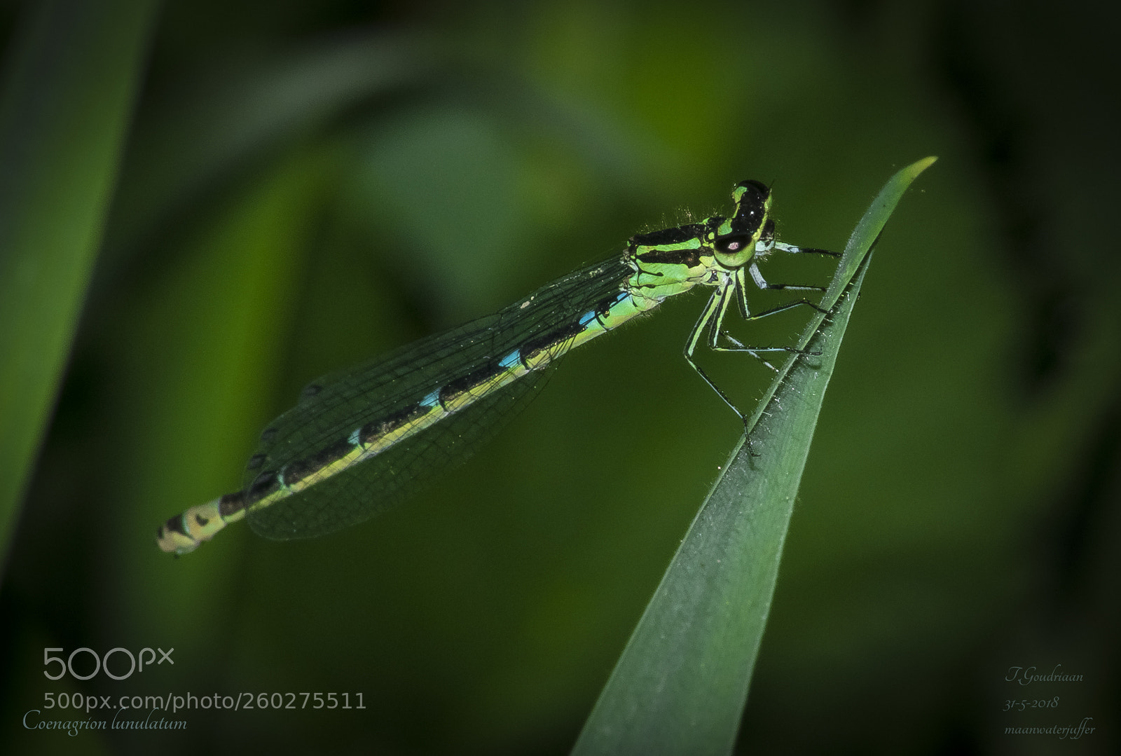 Nikon D5300 sample photo. Dragonfly (coenagrion lunulatum) photography