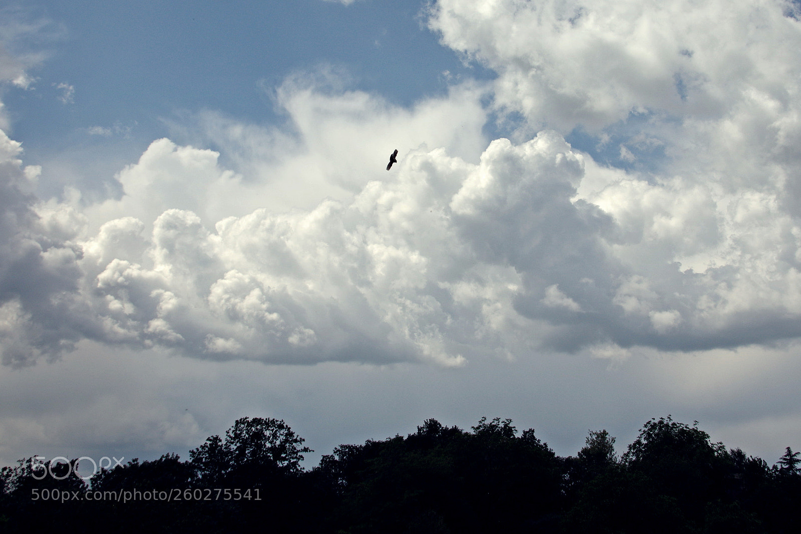 Pentax K-3 sample photo. Flying photography