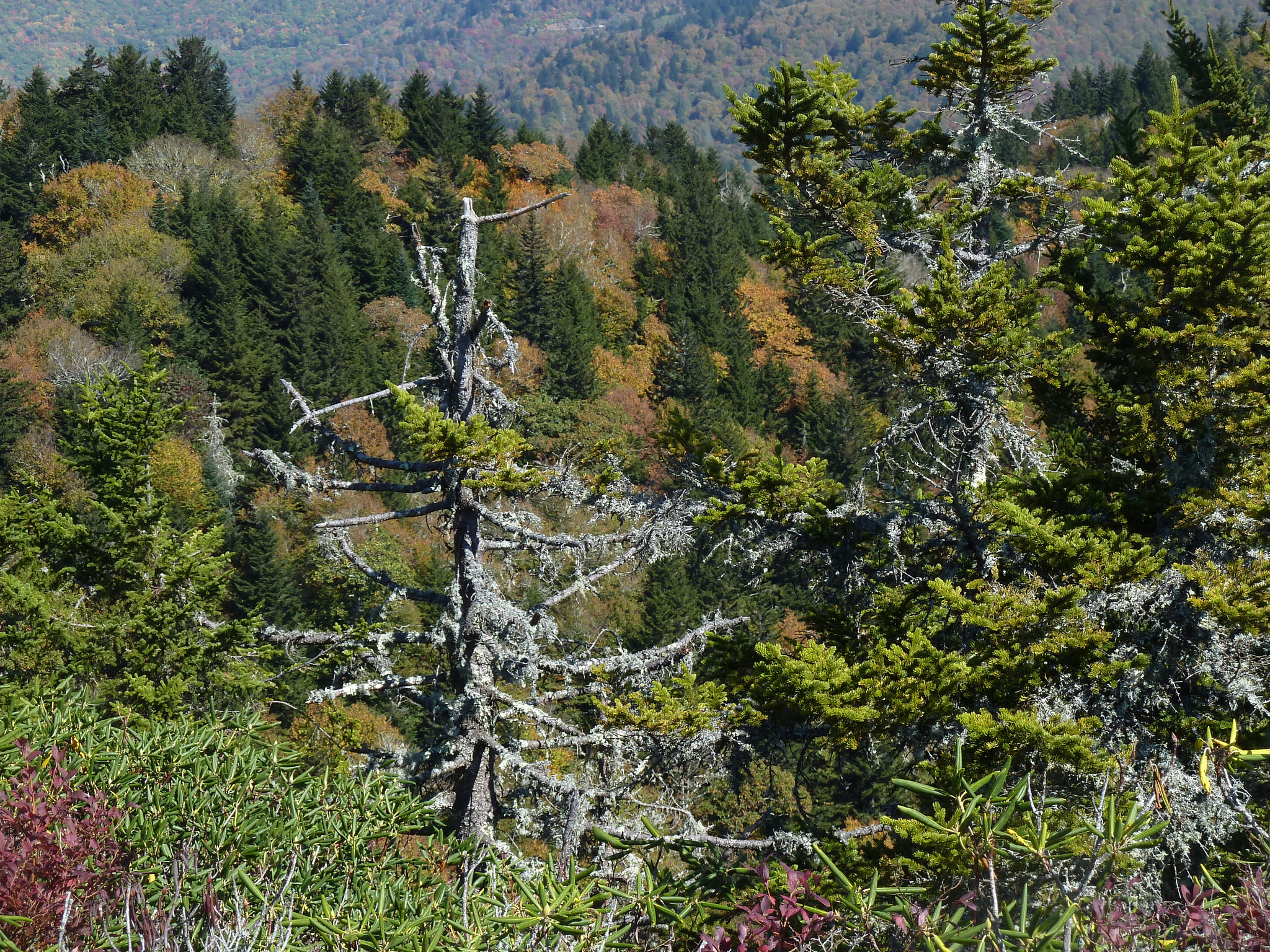 Panasonic Lumix DMC-ZS5 (Lumix DMC-TZ8) sample photo. In the high country photography