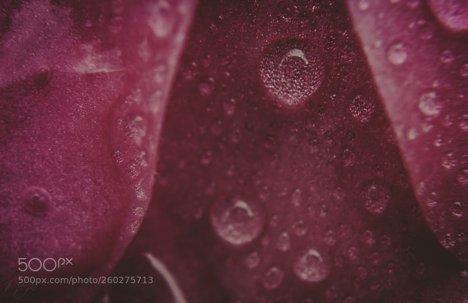 Canon EOS 750D (EOS Rebel T6i / EOS Kiss X8i) sample photo. Morning dew photography