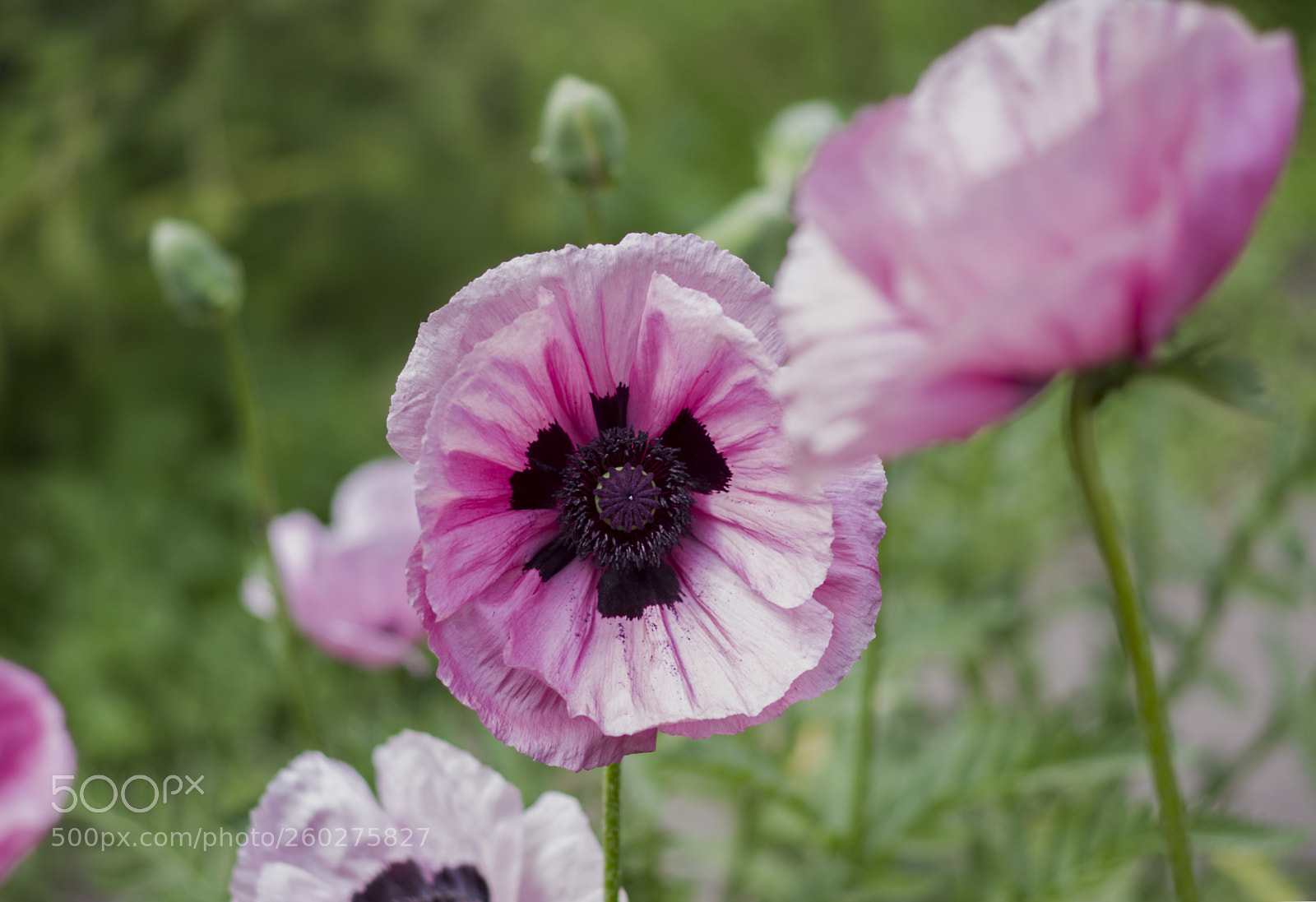 Pentax K-30 sample photo. Poppy photography