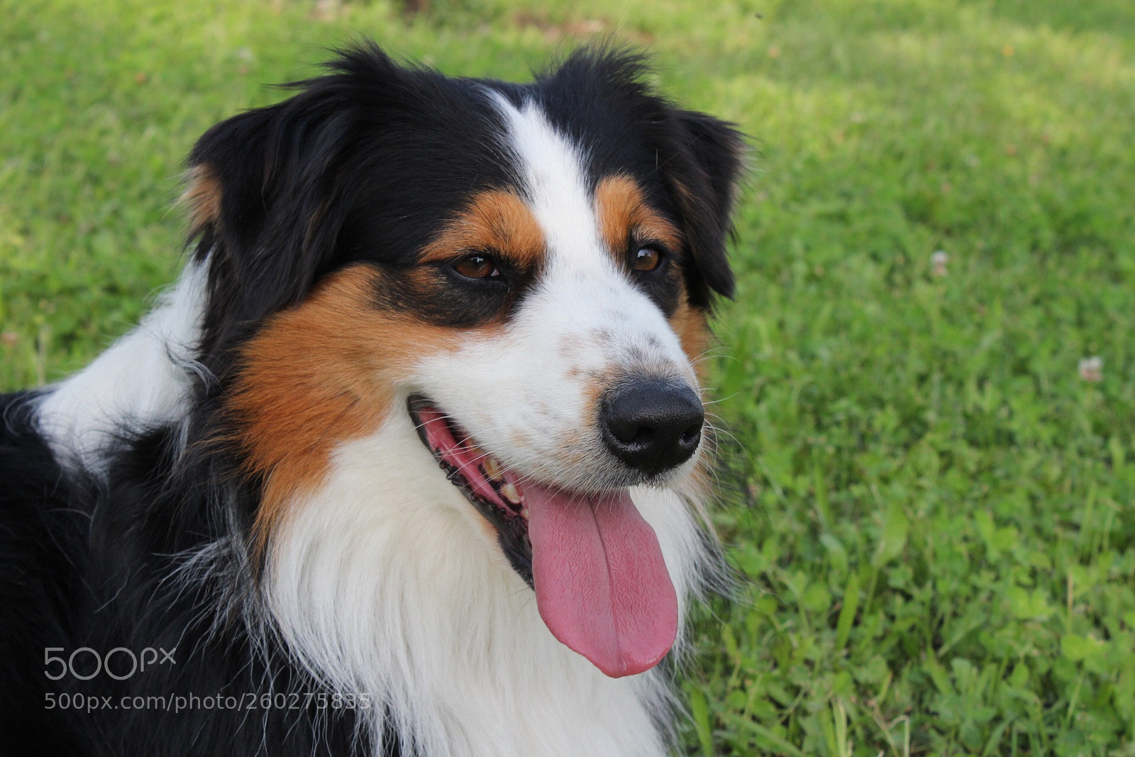 Canon EOS 1300D (EOS Rebel T6 / EOS Kiss X80) sample photo. Australian shepard  photography