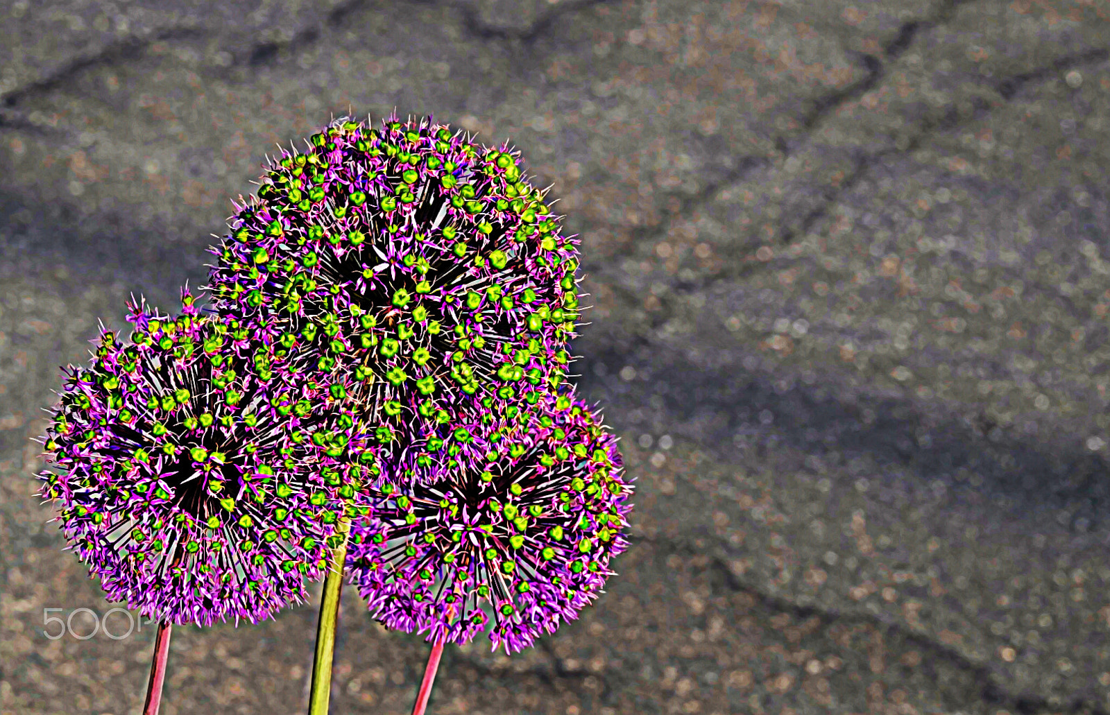 Fujifilm X-E1 sample photo. Donkeyness of allium photography
