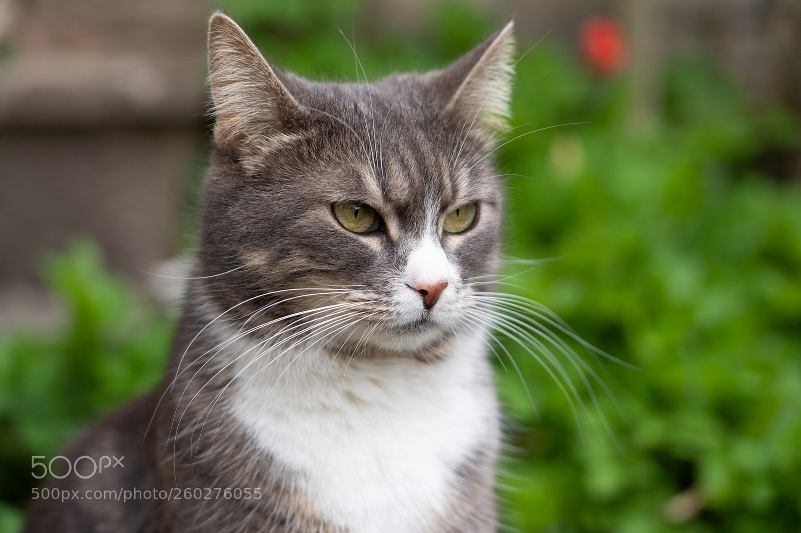 Sony a7 III sample photo. Attentive cat photography