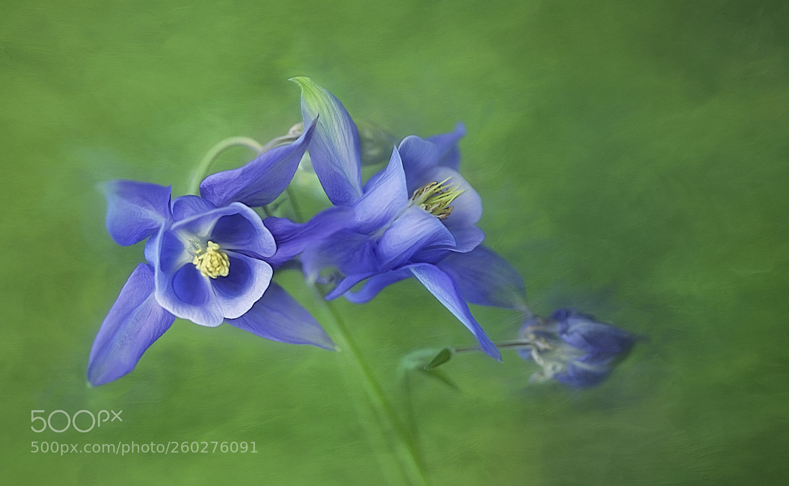 Canon EOS 5D Mark IV sample photo. Aquilegia photography