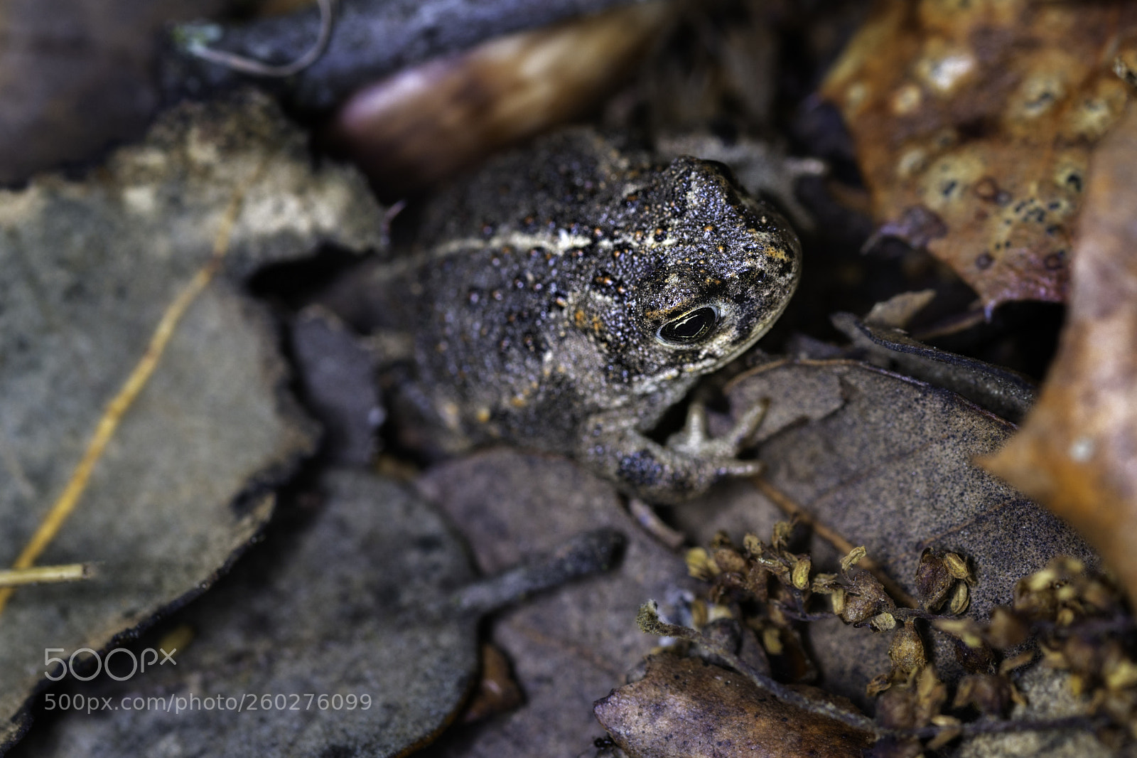 Canon EOS 6D sample photo. Natterjack toad  260518-4132 photography