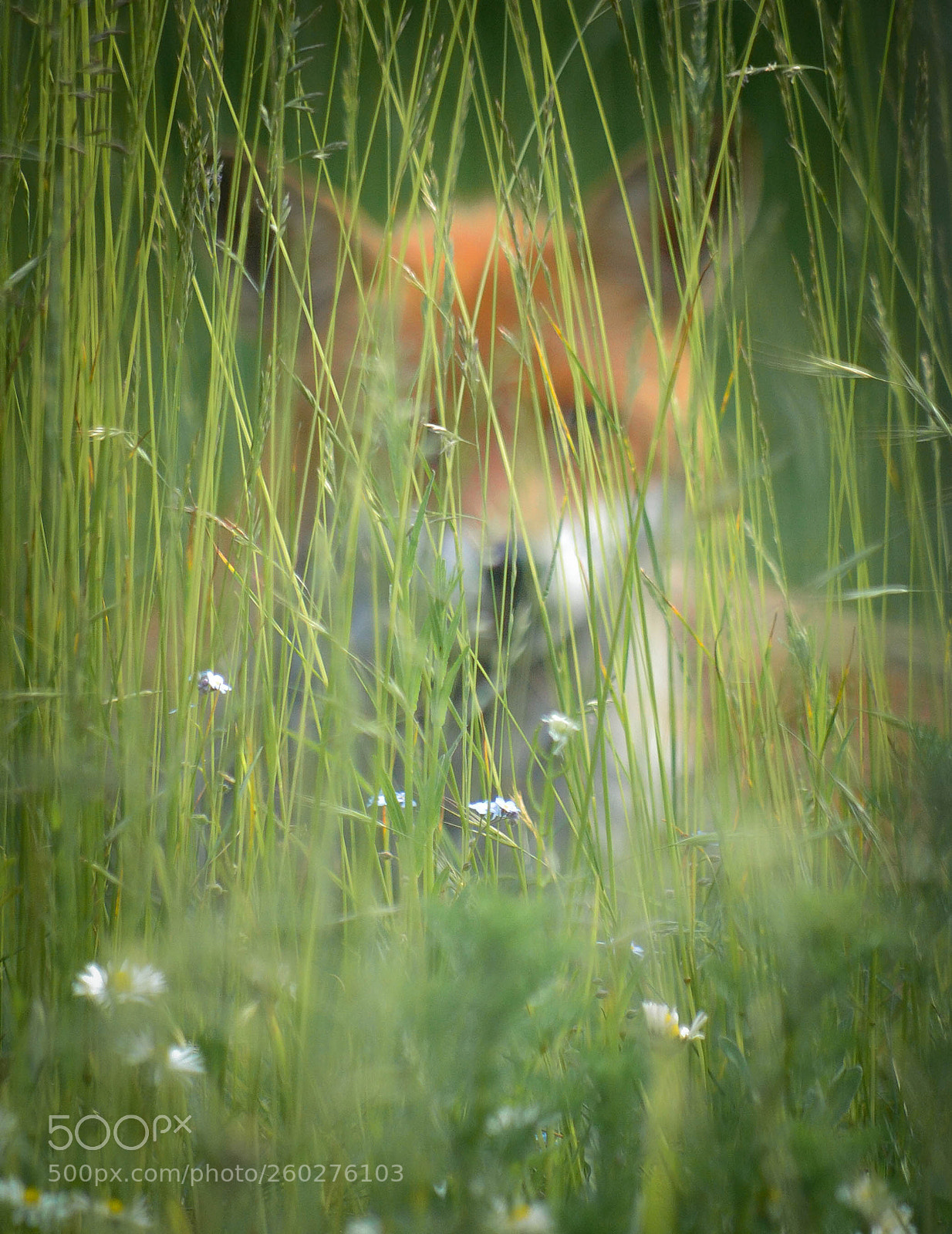 Nikon D3100 sample photo. Can you see me? photography
