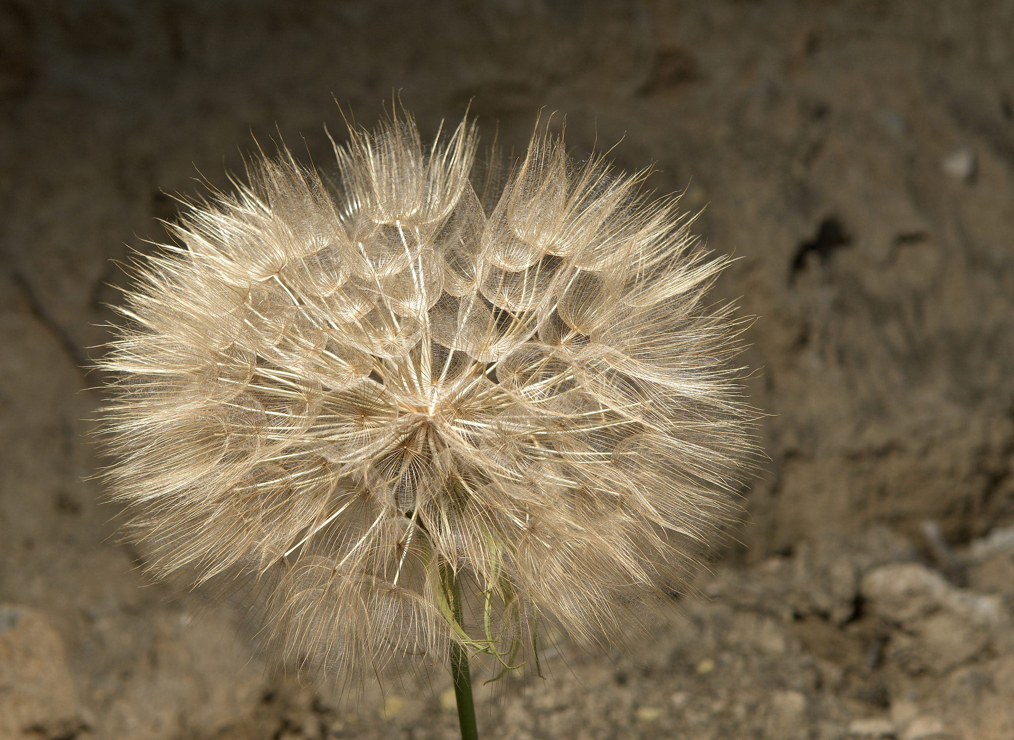 Nikon AF-S Micro-Nikkor 105mm F2.8G IF-ED VR sample photo. Giant cave dandelion photography