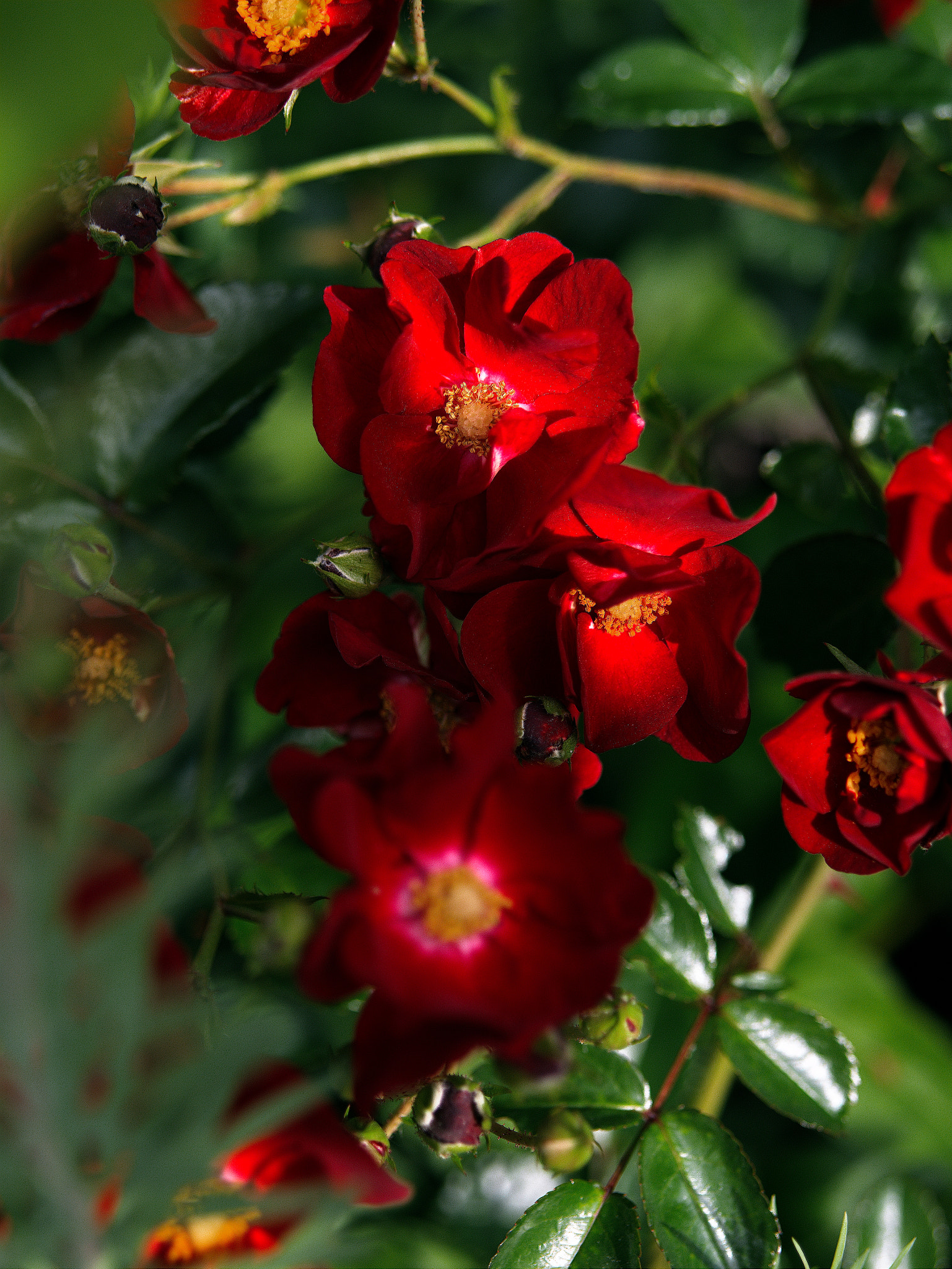 Panasonic Lumix DC-GX9 sample photo. *** photography